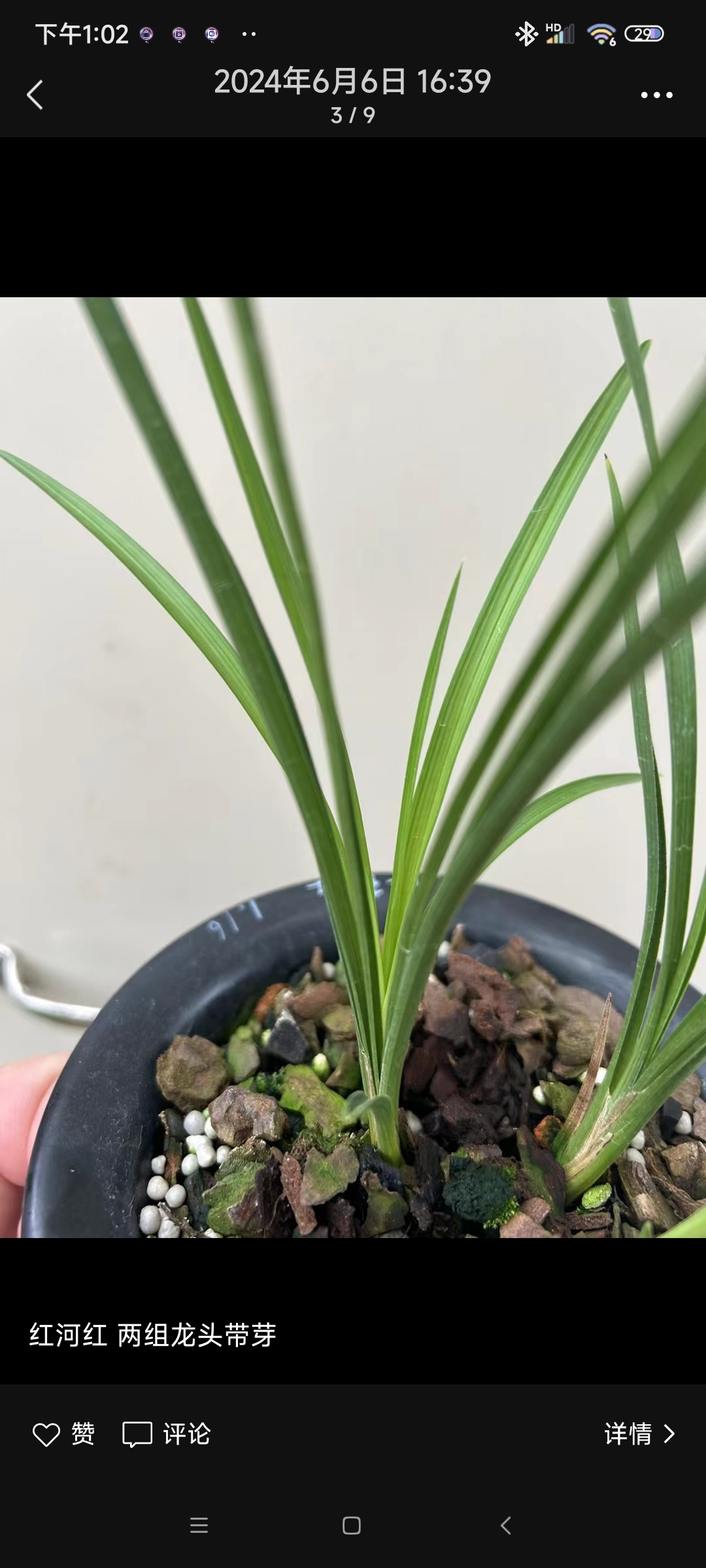 豆瓣兰一红河红.有喜欢的吗?