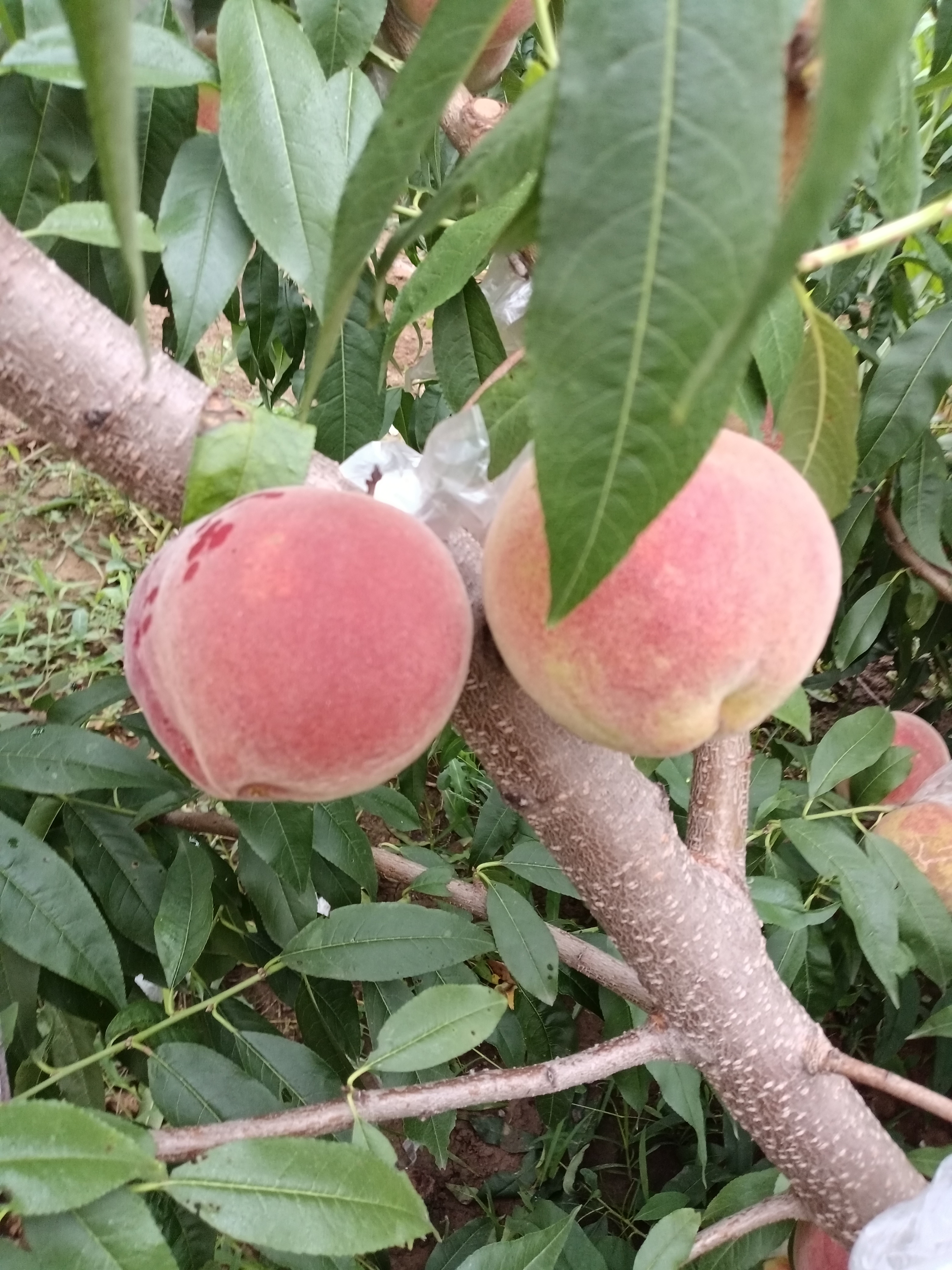 安丘蜜桃又脆又甜!