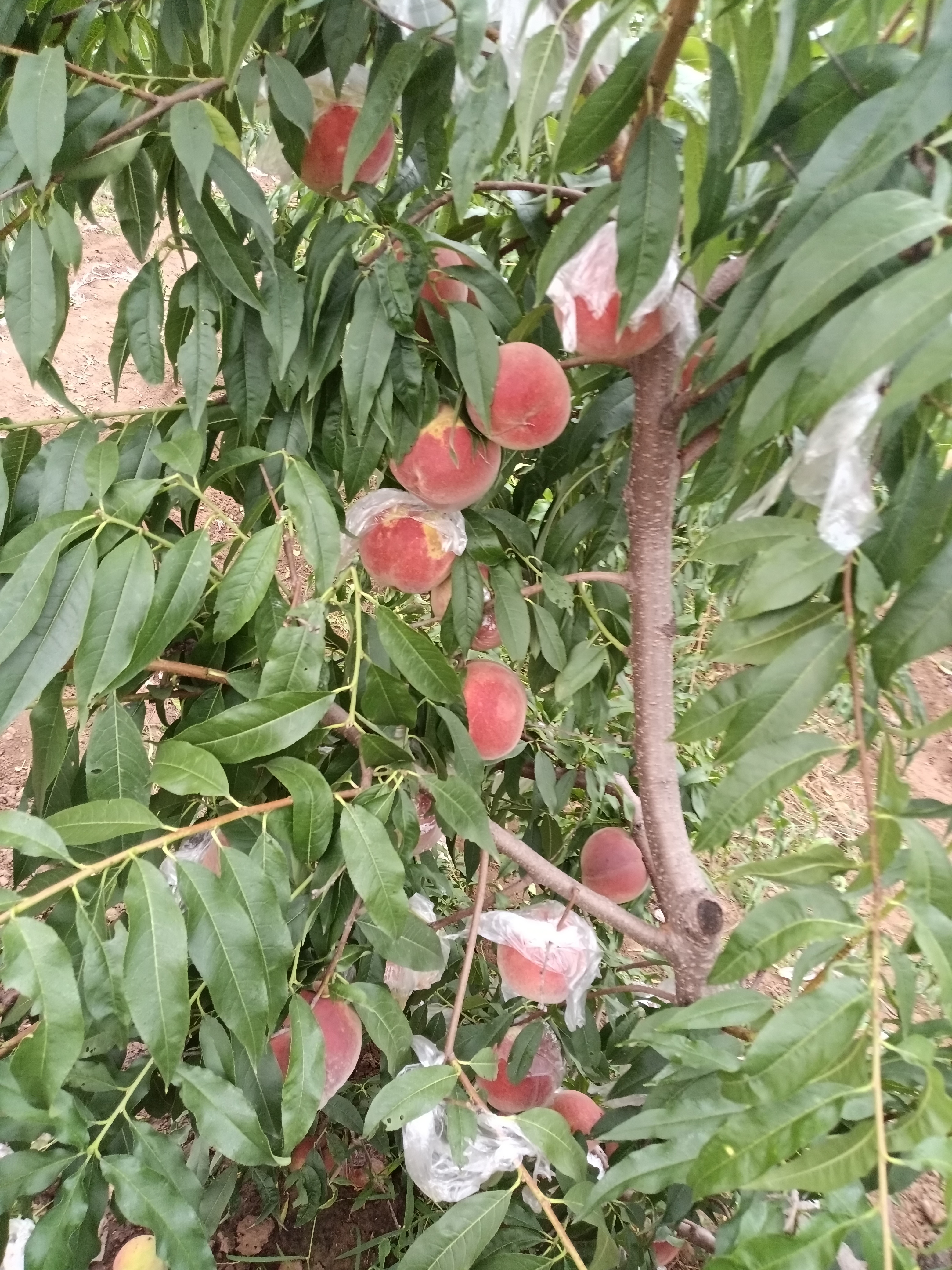 安丘蜜桃又脆又甜!