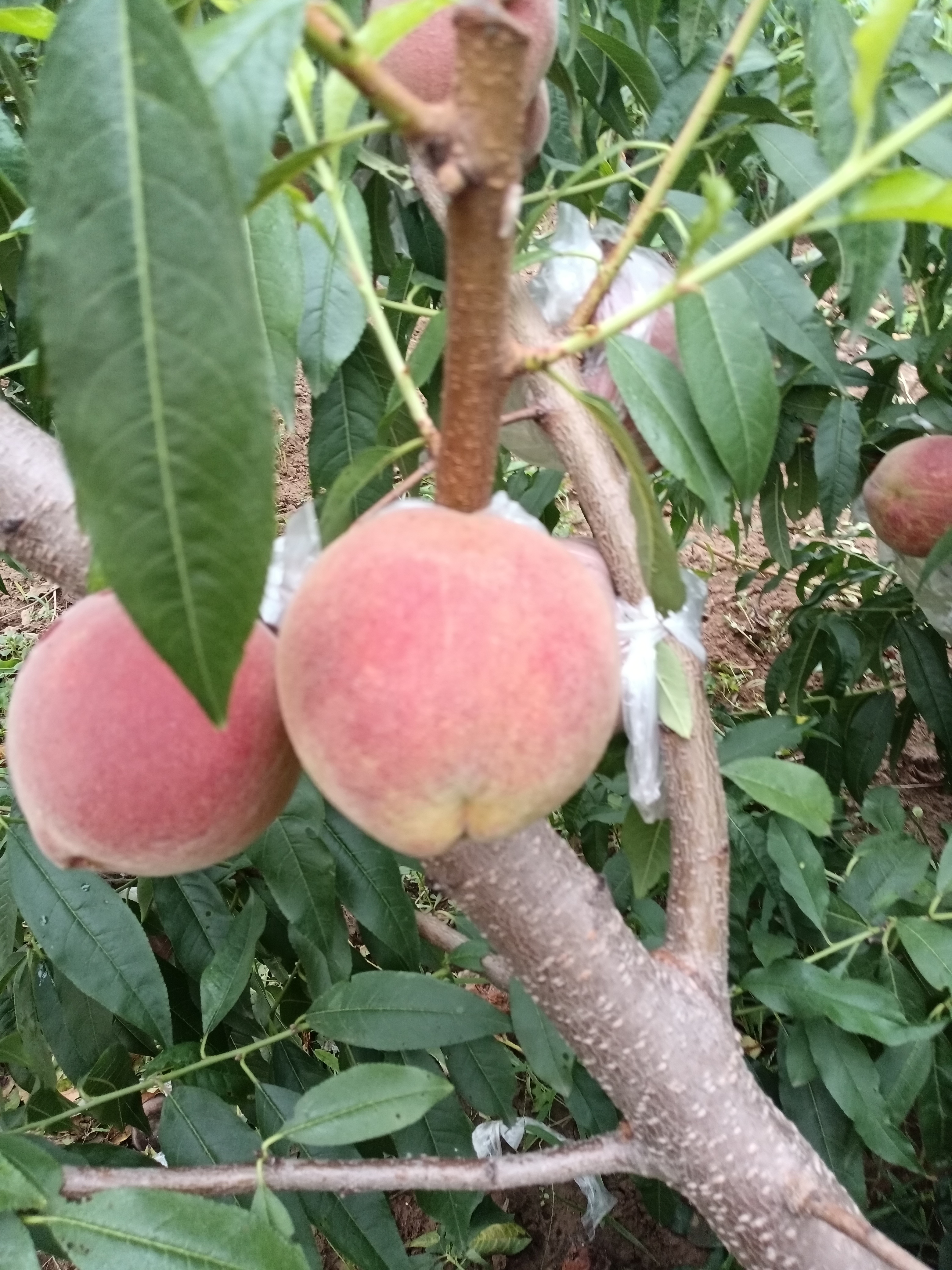 安丘蜜桃又脆又甜!