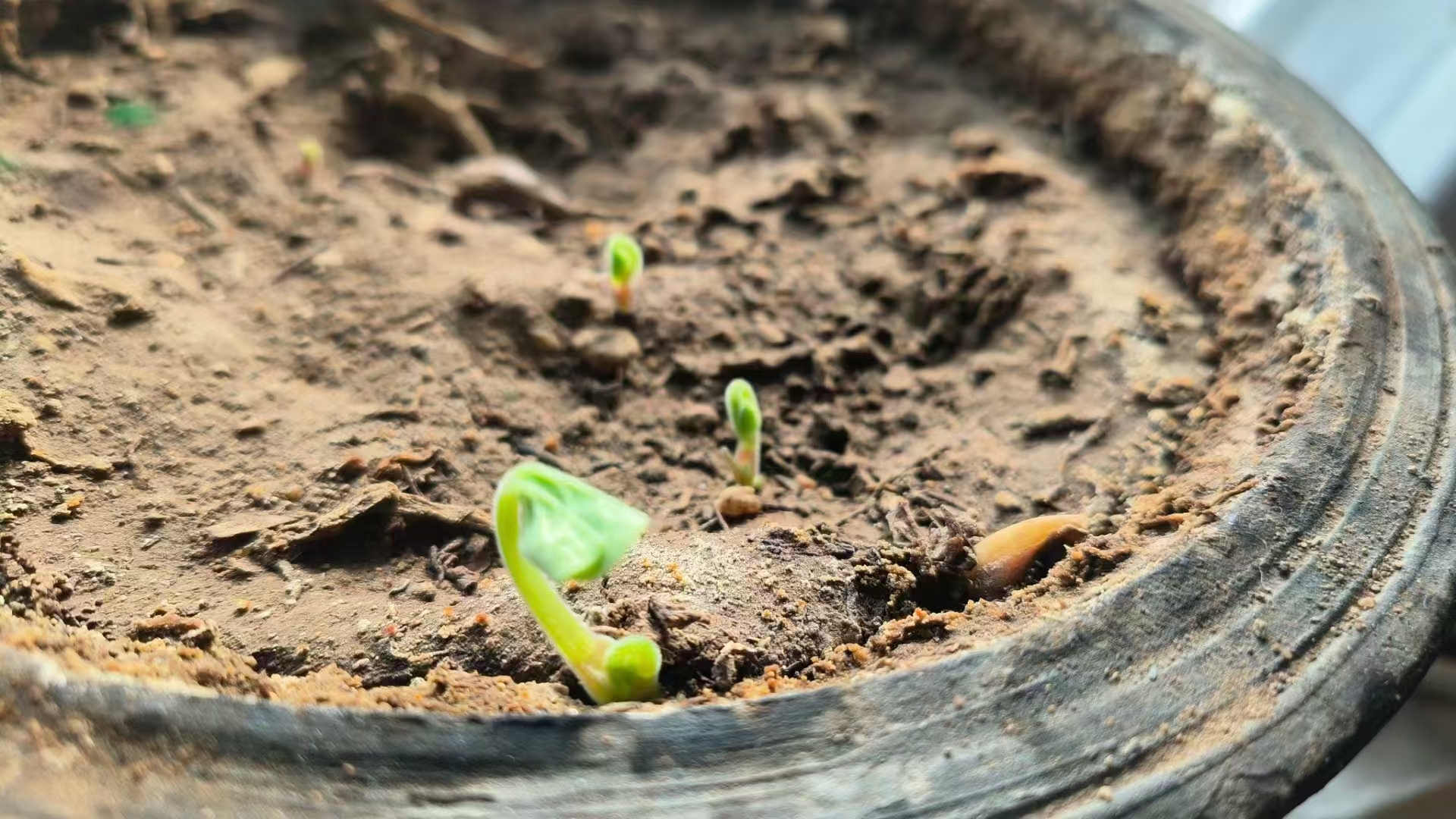 它默默扎根土壤,汲取每一滴甘露,奋力向上突破