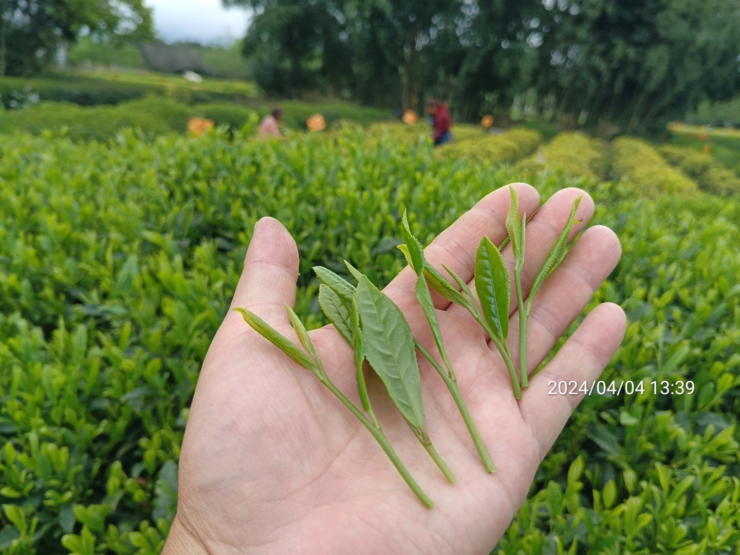 松阳香茶,龙井43鲜叶,浓香耐泡好喝实惠