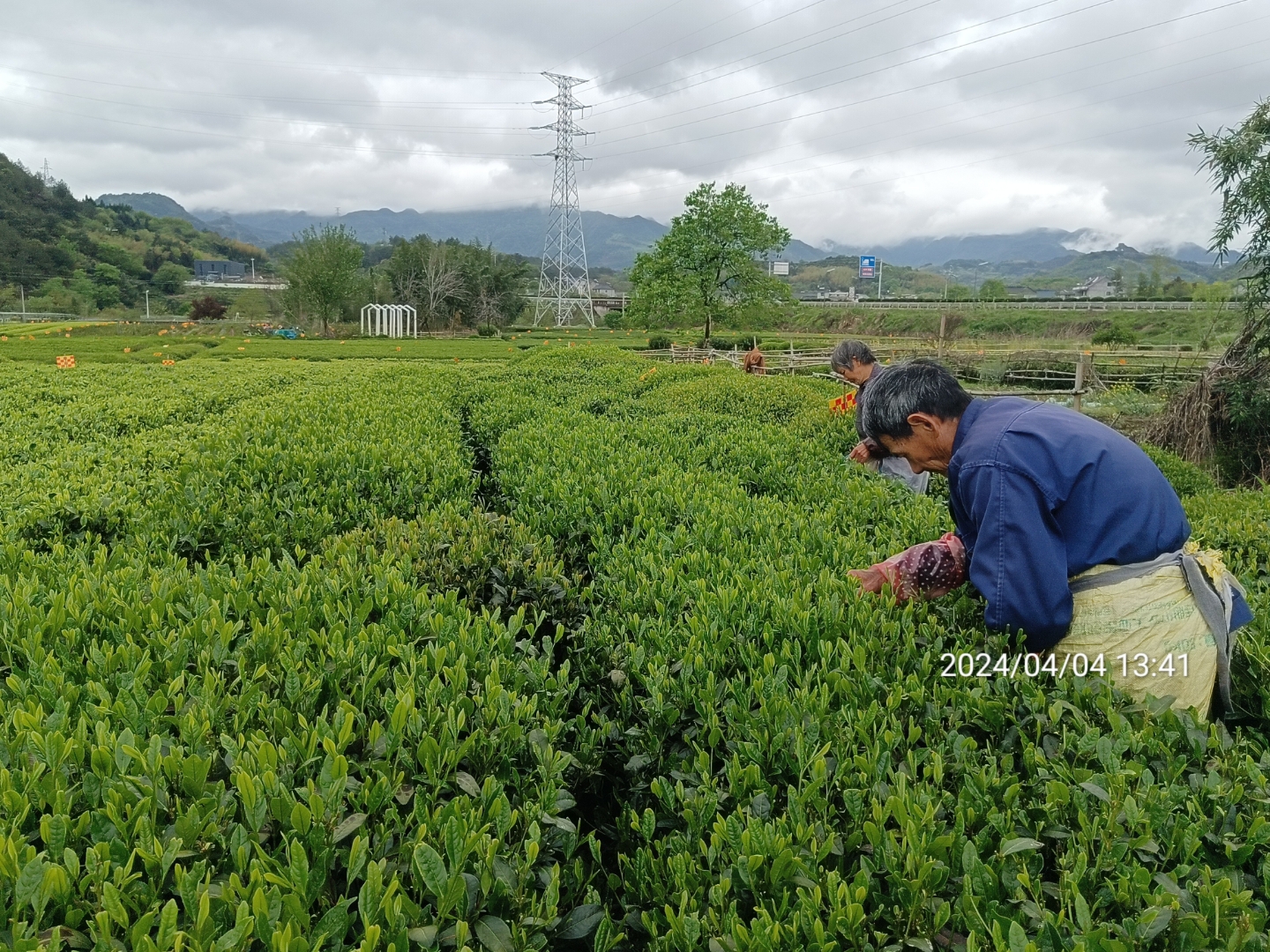 松阳香茶,龙井43鲜叶,浓香耐泡好喝实惠