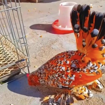 就是不知道是什么品种的?#热点引擎计划