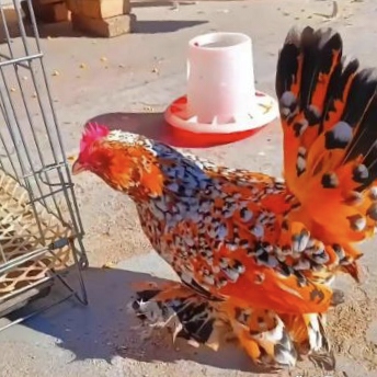 就是不知道是什么品种的?#热点引擎计划