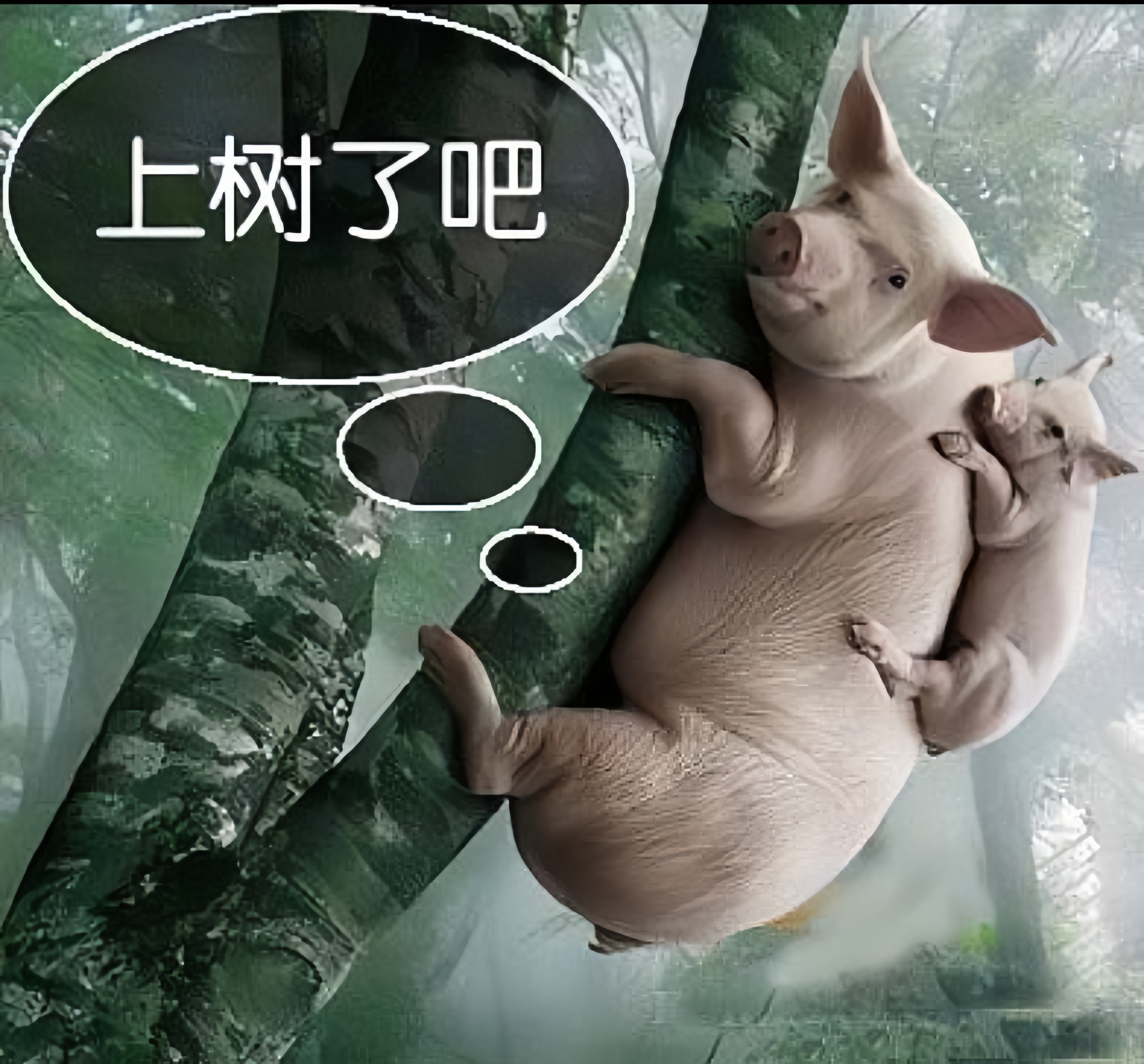 对,你没看错,请相信你的眼睛,母猪不光自己能上树