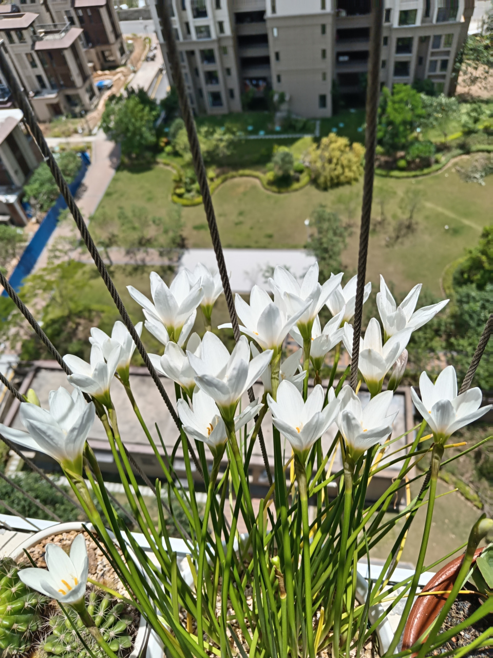 去年种了粉色的,今年换种白色风雨兰.