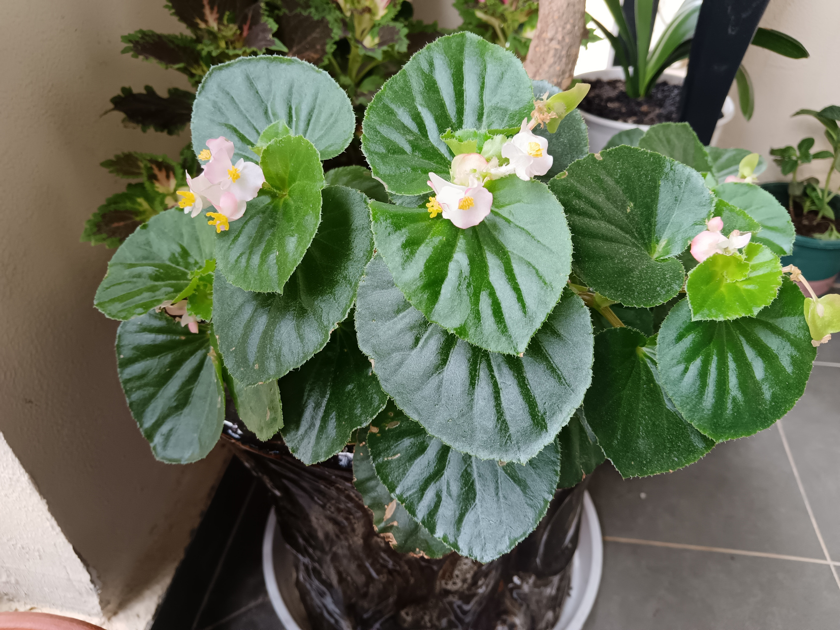 我的阳台耐阴开花植物,四季海棠