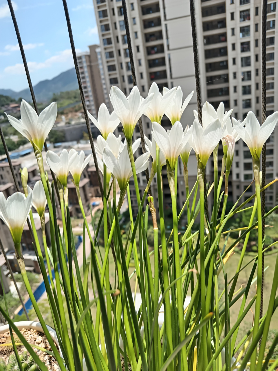 去年種了粉色的,今年換種白色風雨蘭.