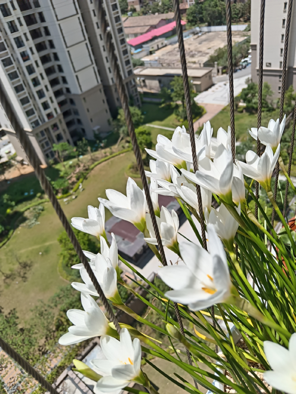 去年种了粉色的,今年换种白色风雨兰.