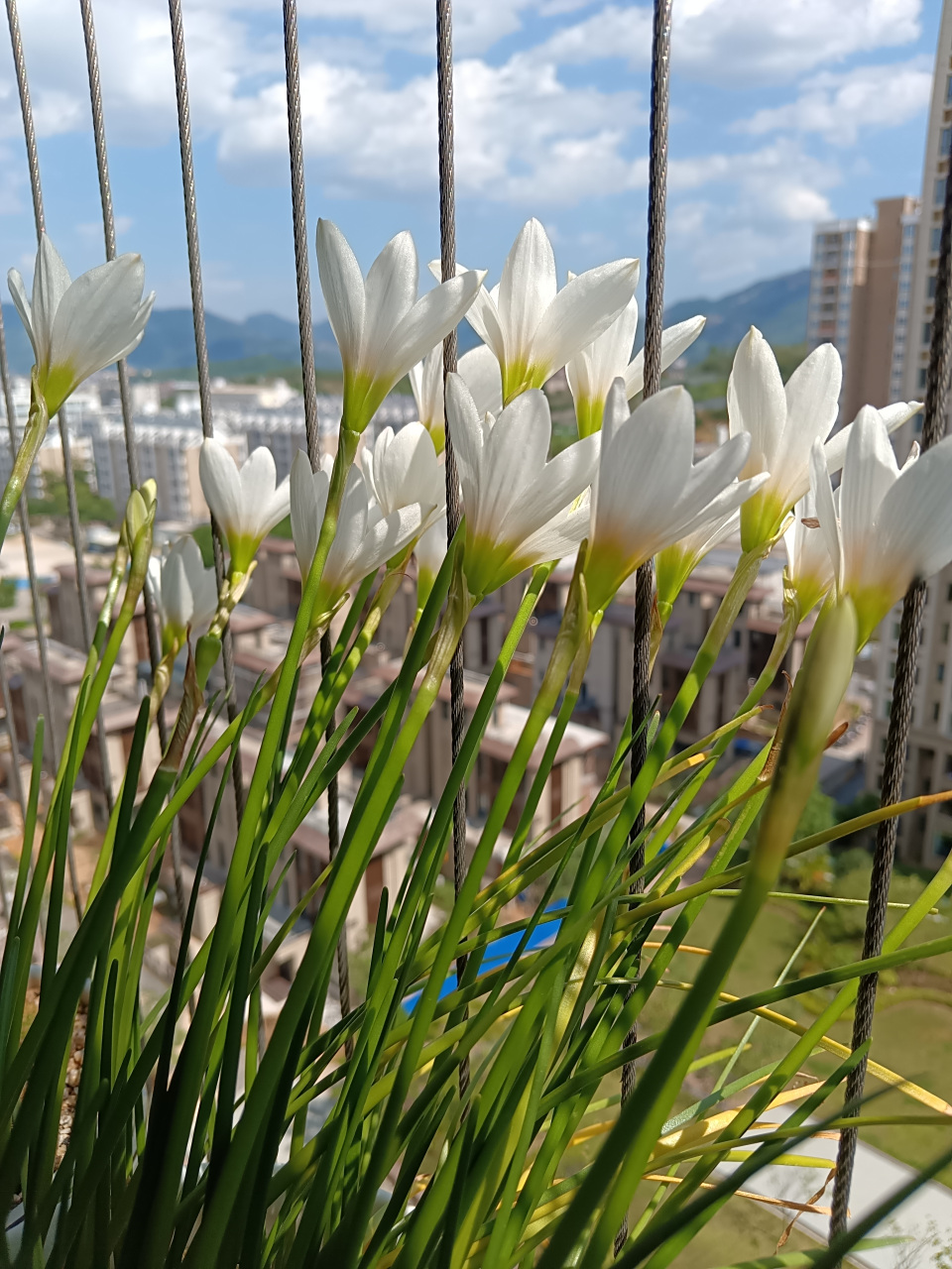 去年种了粉色的,今年换种白色风雨兰.