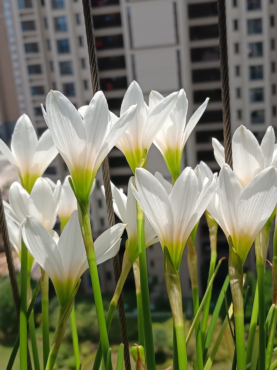 去年种了粉色的,今年换种白色风雨兰.