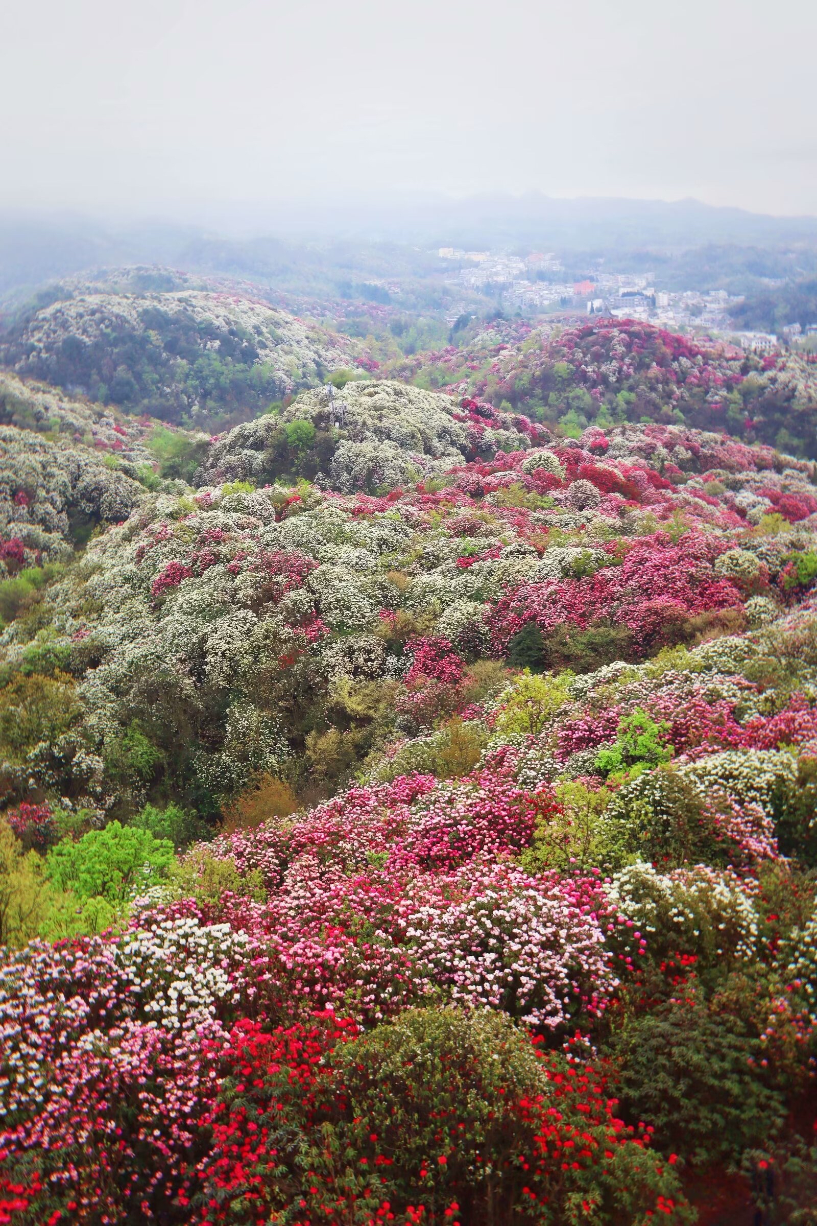 毕节市大方县杜鹃花图片