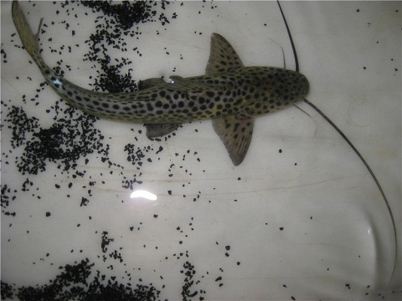 最近准备入手一条巴西黄金豹纹鸭嘴