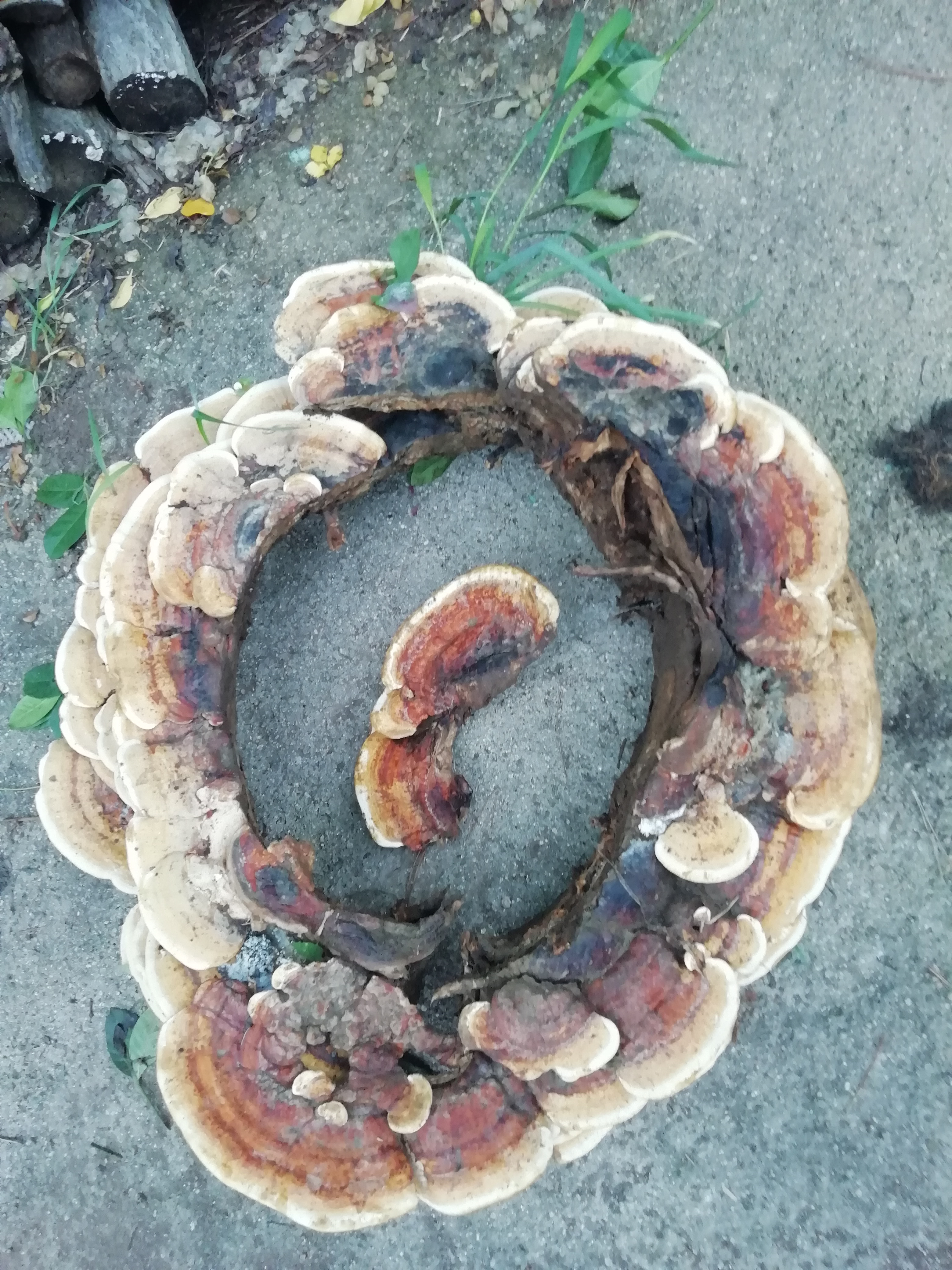 国槐树舌是一种多孔菌科菌植物的子实体,又名赤色老母菌,扁木灵芝,平