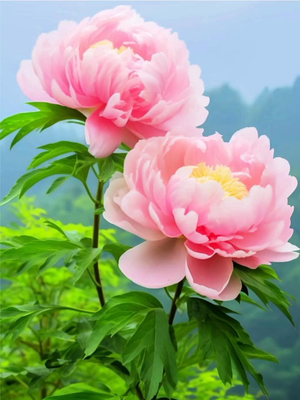 牡丹盛开61财源滚滚 粉色牡丹花盛开,温柔诉说展光彩.