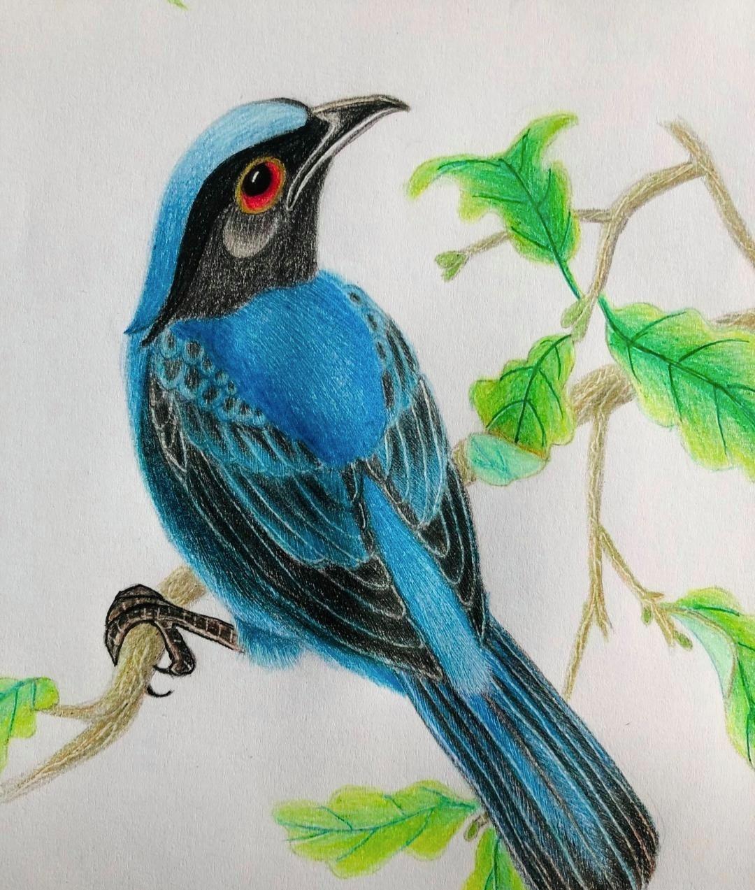 喜上梅梢自然之美 小鸟栖息歇枝头,黑蓝交织自然美