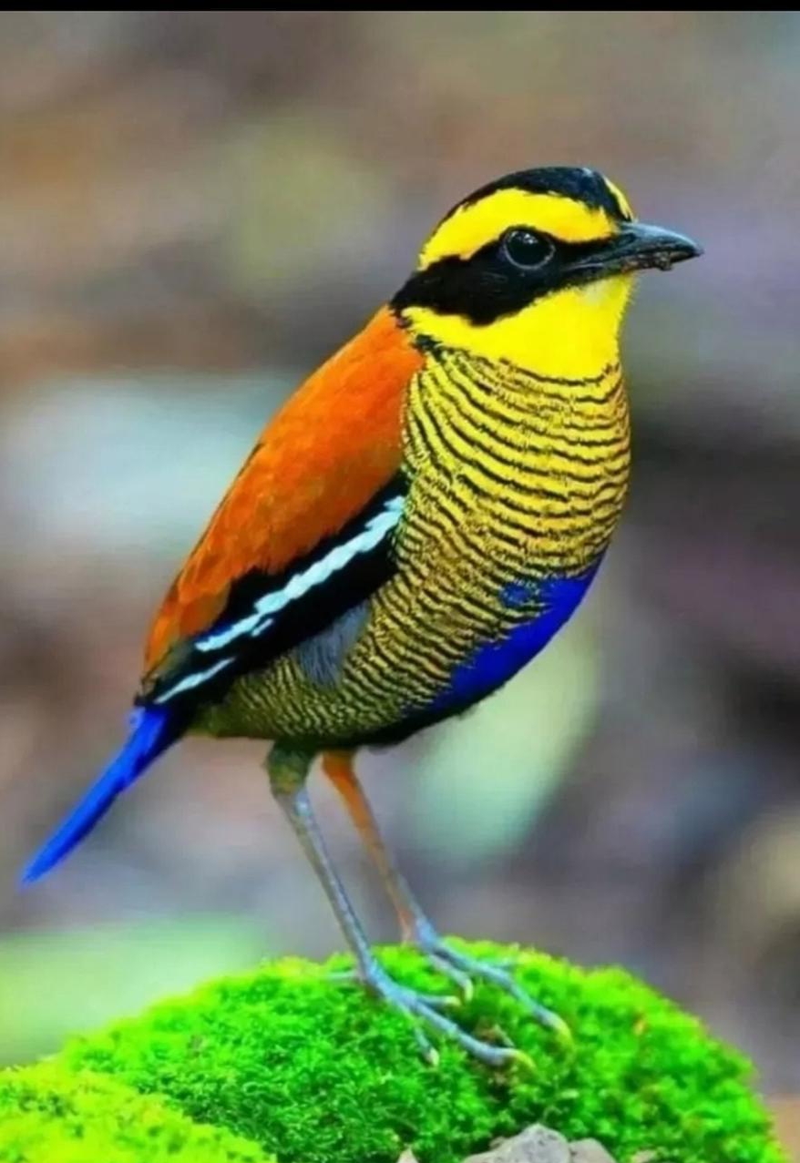 鸟绚丽使者 色彩使者悄然驻,橙黄蓝交织鸟儿