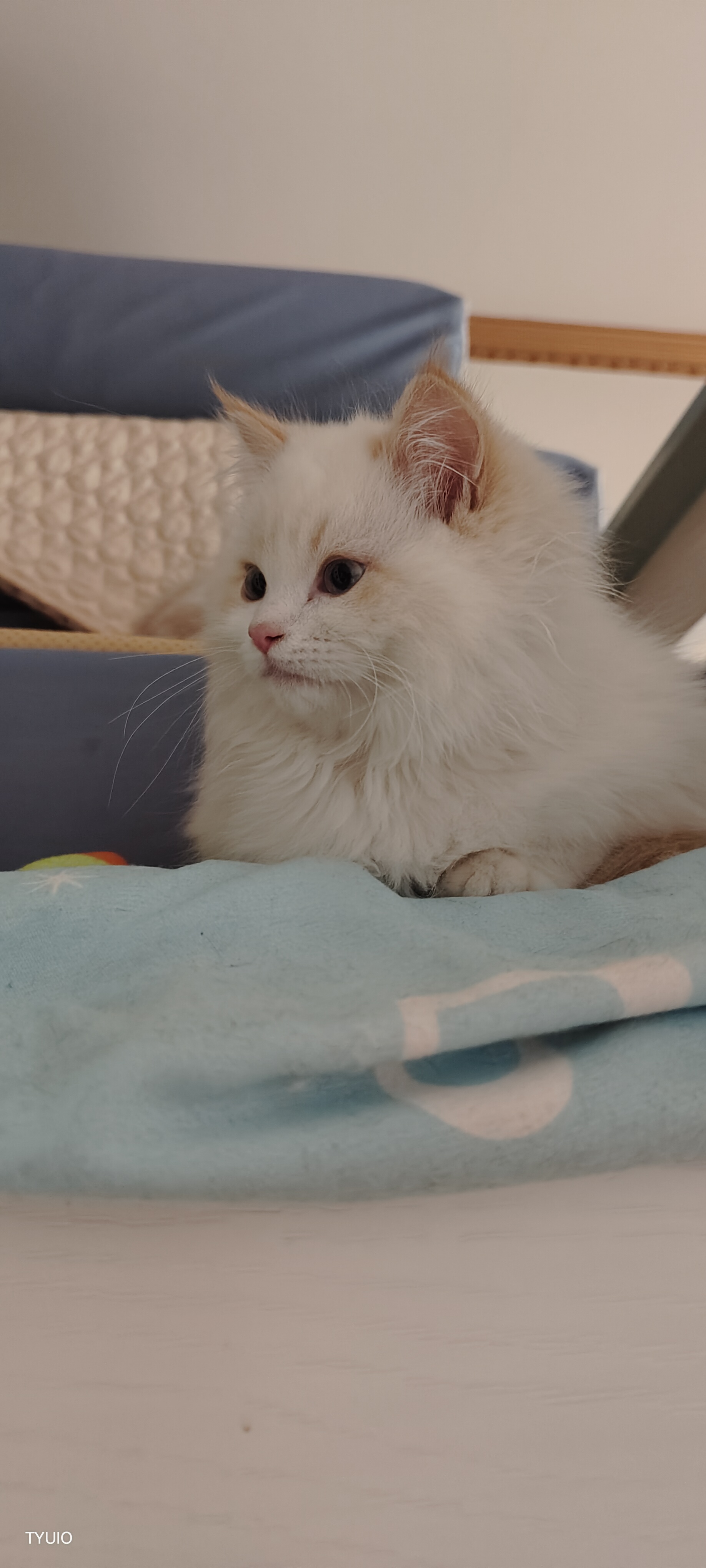 毯子上的猫咪乐园93  毯子上的蓝色梦境,是那只白毛蓝眼猫咪的独享