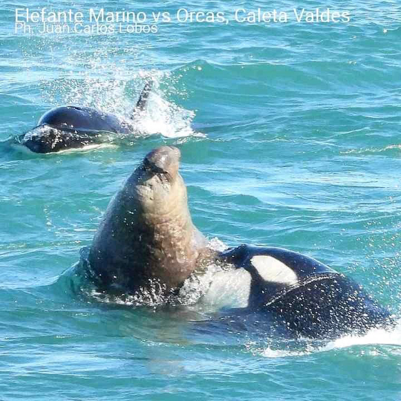 这种体型的象海豹,大白鲨都都可以单杀!