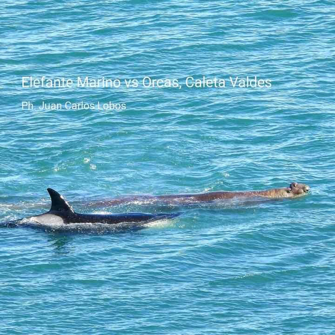 这种体型的象海豹,大白鲨都都可以单杀!