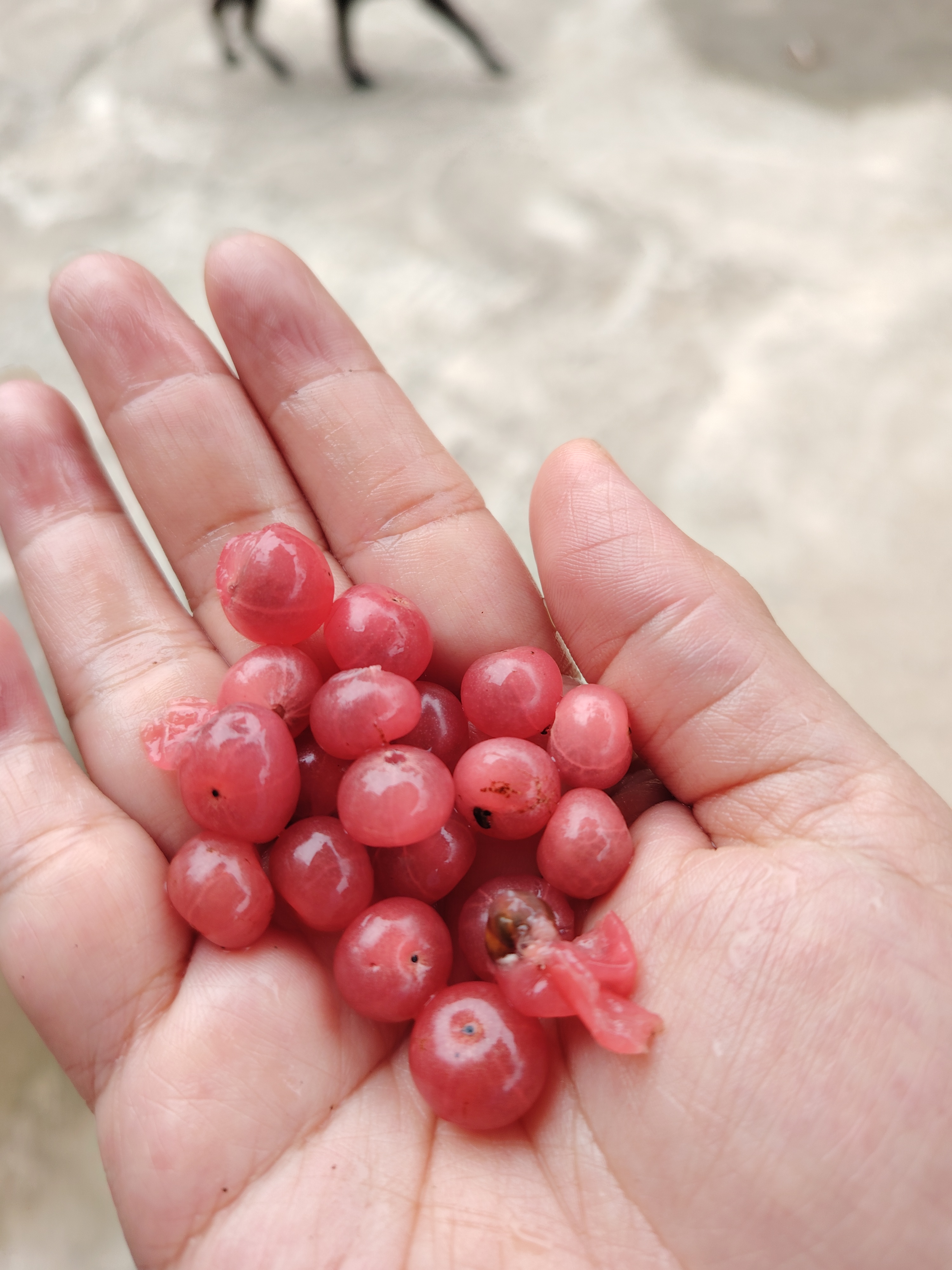 小时候的回忆吃野果——"山小桔" 大家有吃过这种野果吗?