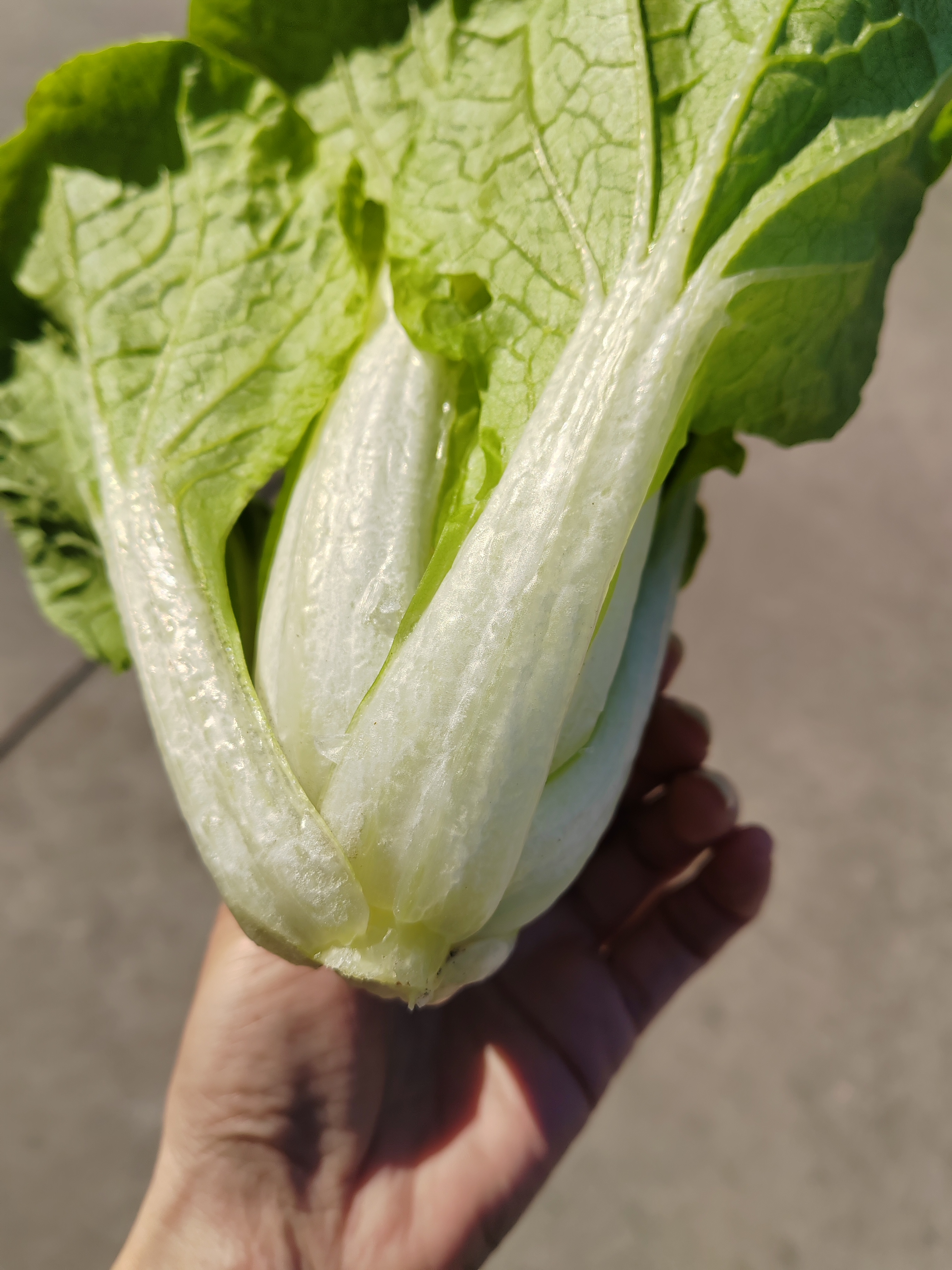 �初见这束绿油油的菠菜和油菜,就被它们的自然之美深深吸引