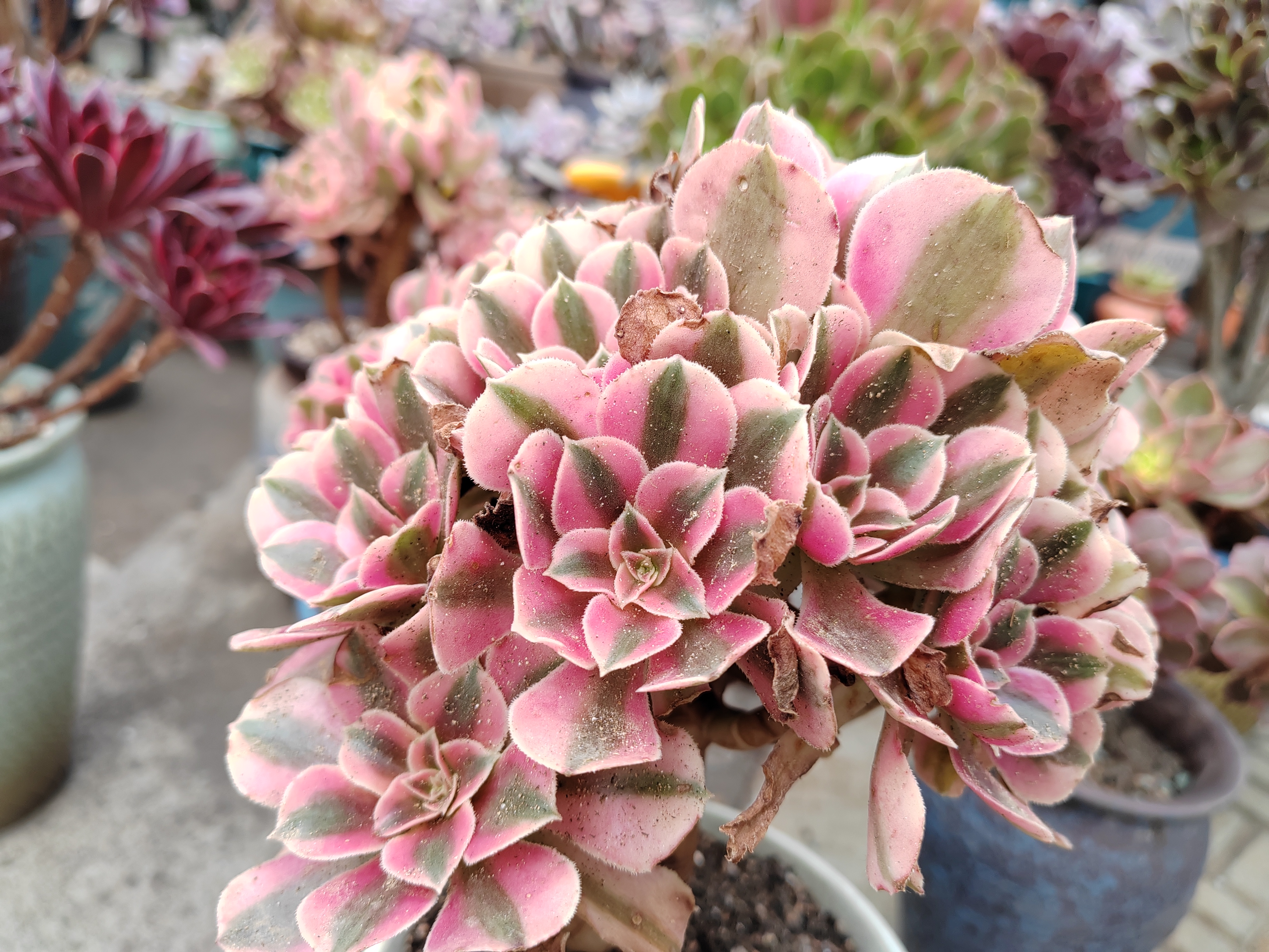 在繁忙的生活中,总有一些小美好悄然而至,比如这个盆栽植物,它的叶子