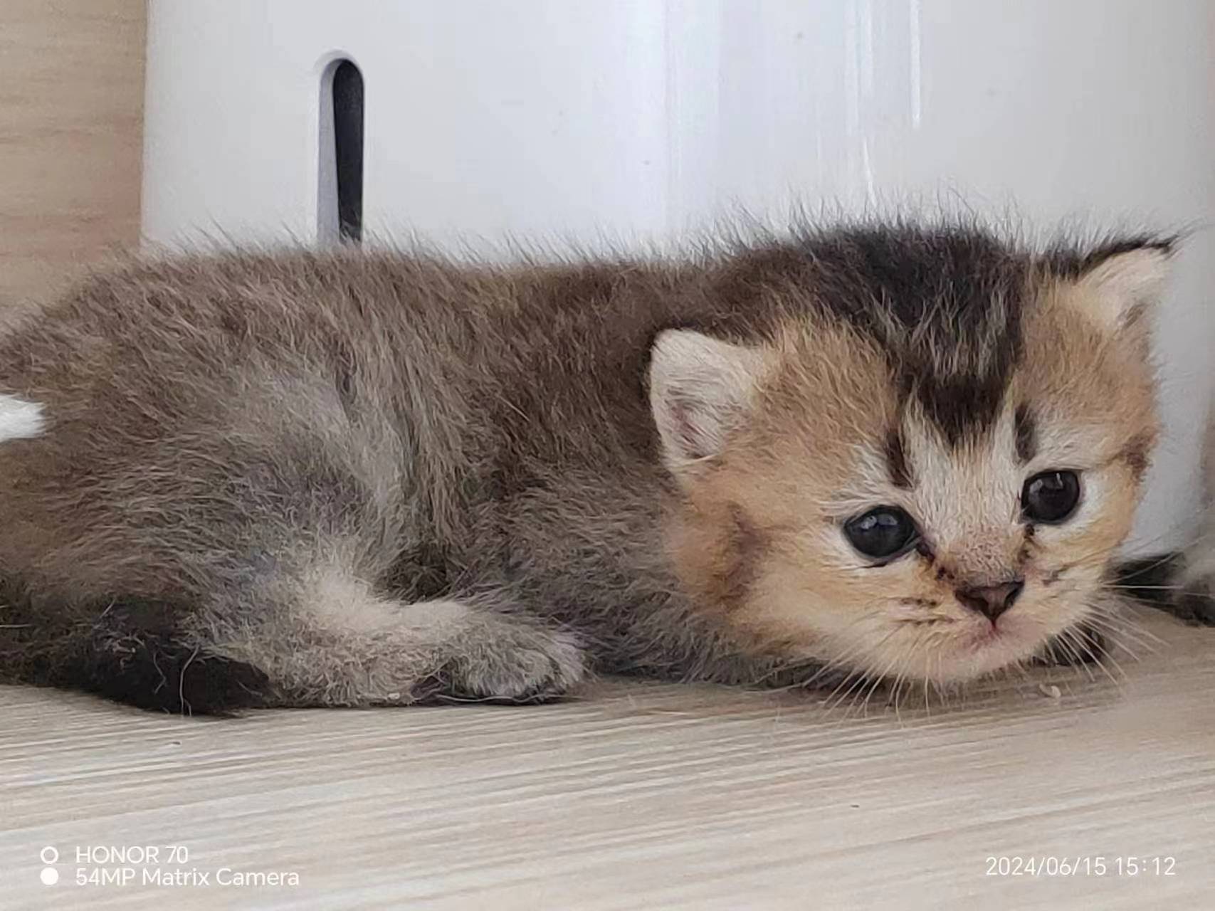 这是黑金渐层吗?有知道的吗?麻烦告知,谢谢!