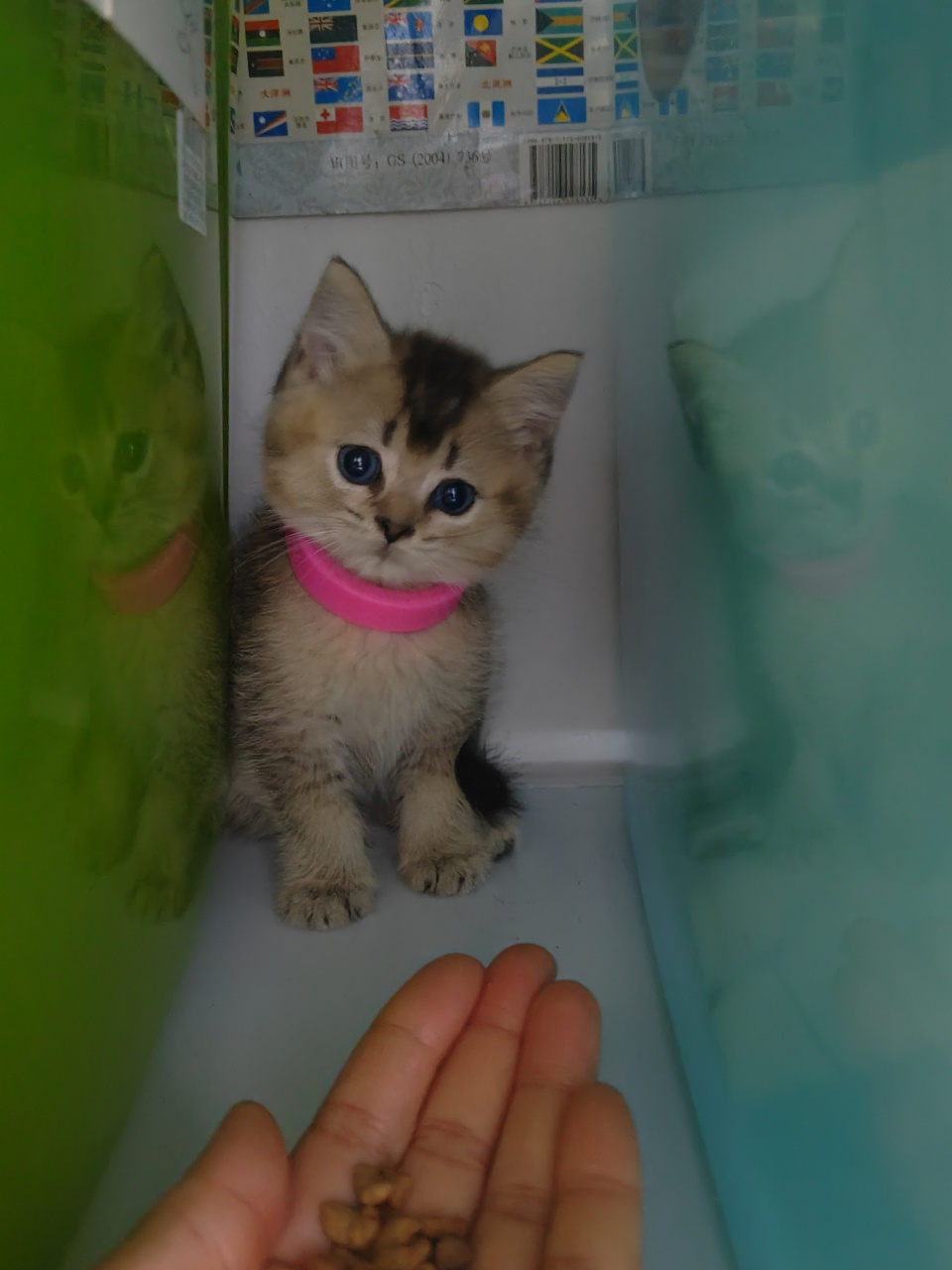 两个月的黑金渐层小猫咪#动态连更挑战