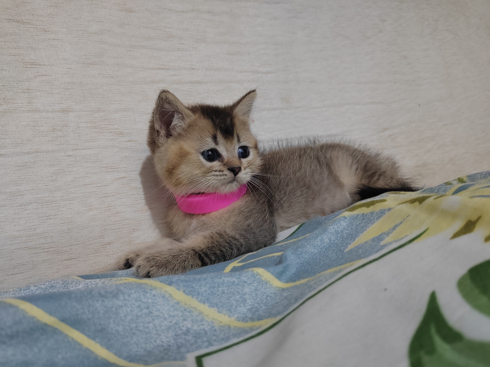 两个月的黑金渐层小猫咪#动态连更挑战