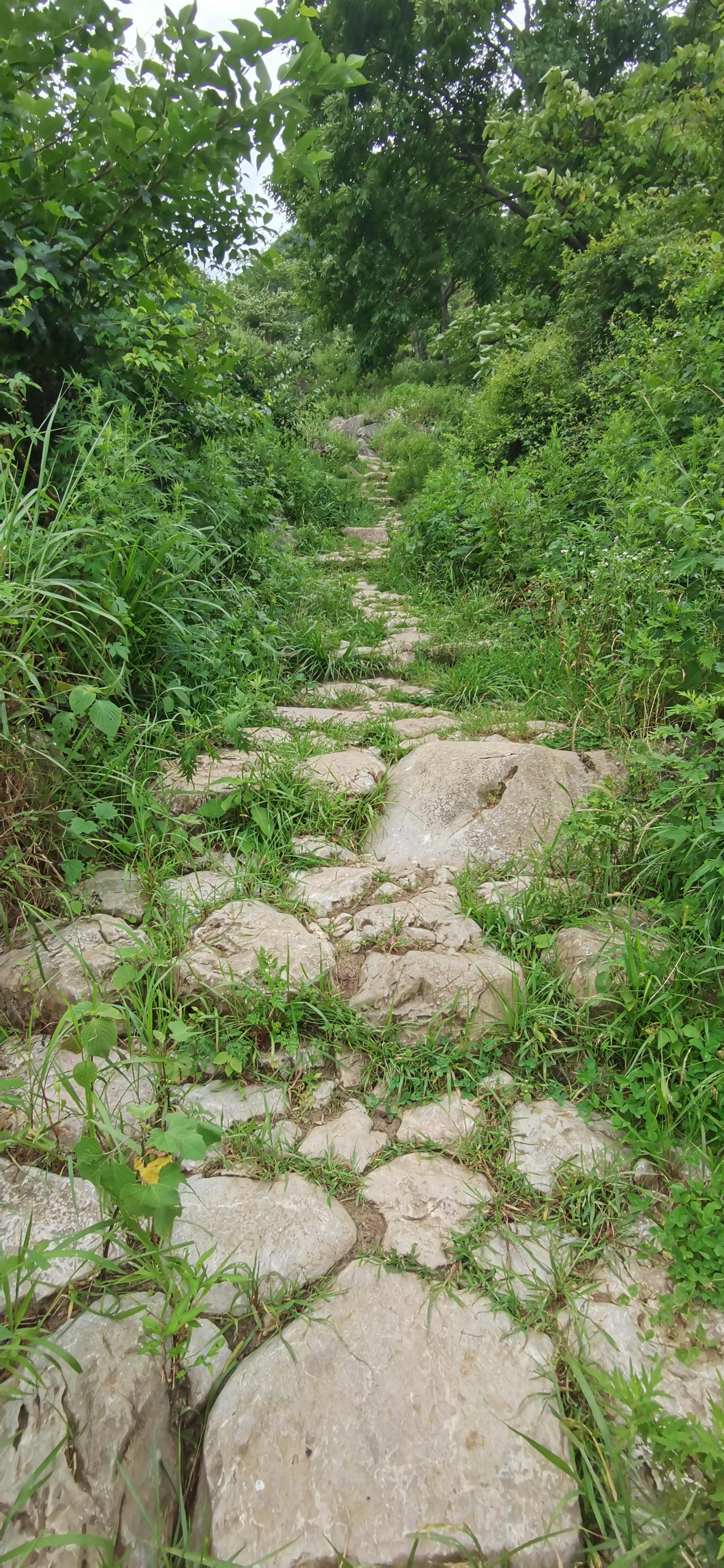段 古驿道┈大狗场段  大狗场段古驿道位于贵安新区高峰镇狗场村背坡