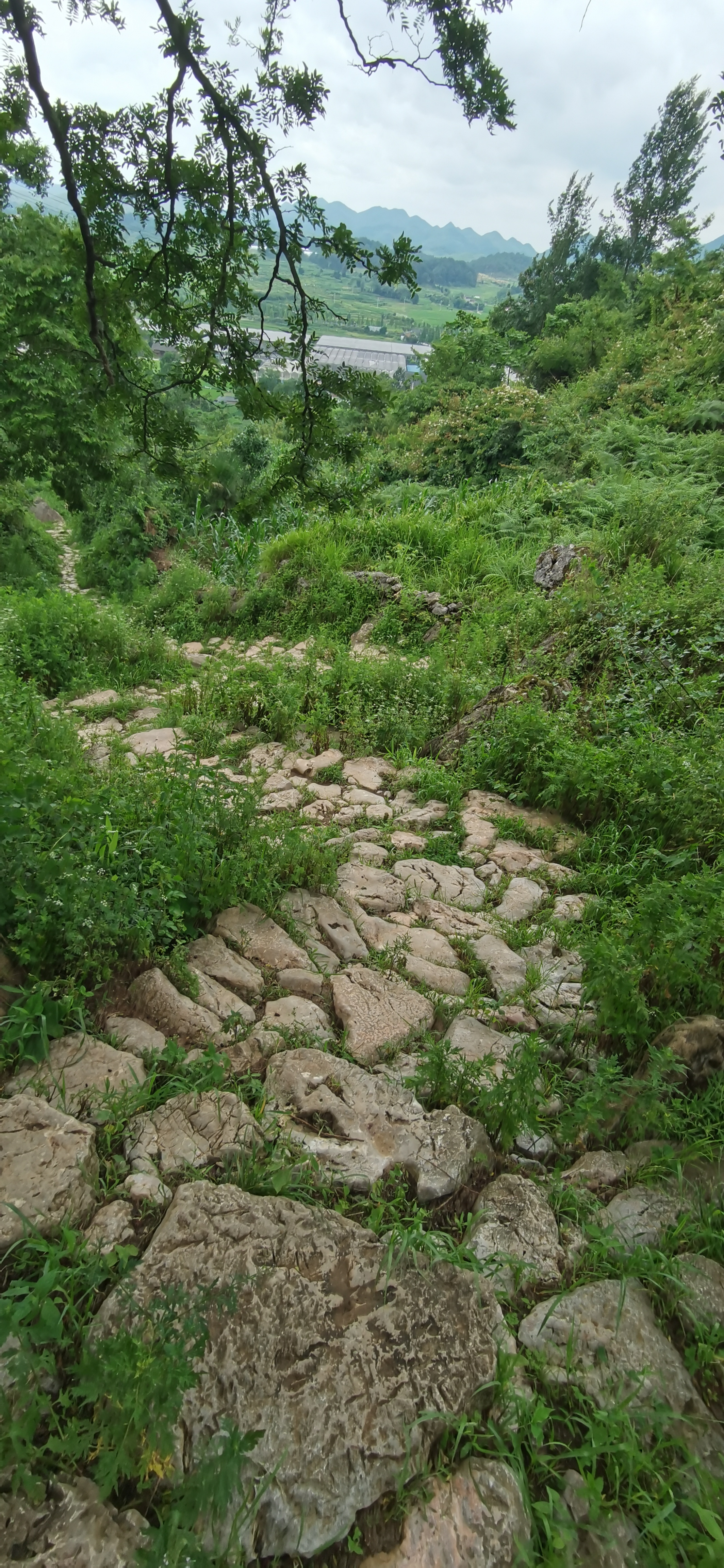 段 古驿道┈大狗场段  大狗场段古驿道位于贵安新区高峰镇狗场村背坡