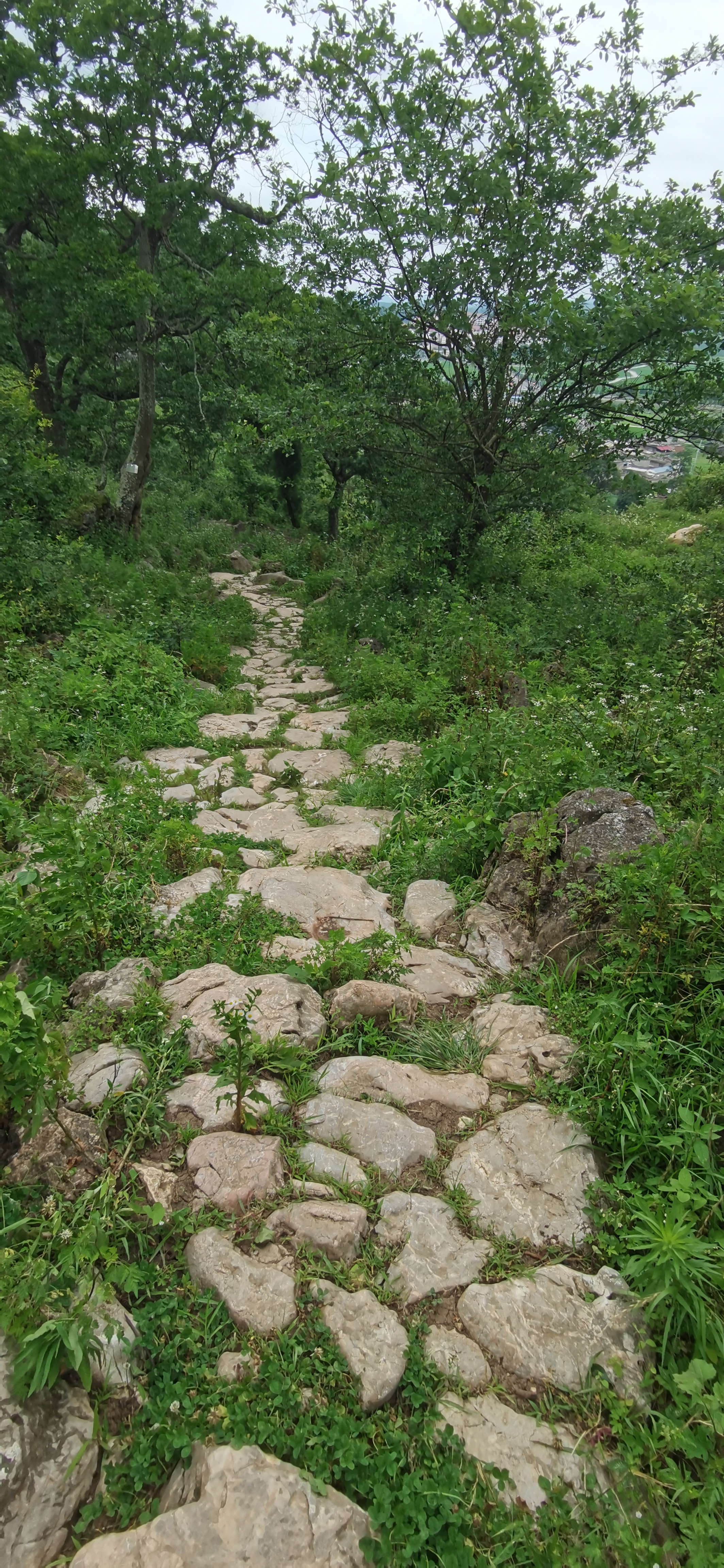 段 古驿道┈大狗场段  大狗场段古驿道位于贵安新区高峰镇狗场村背坡