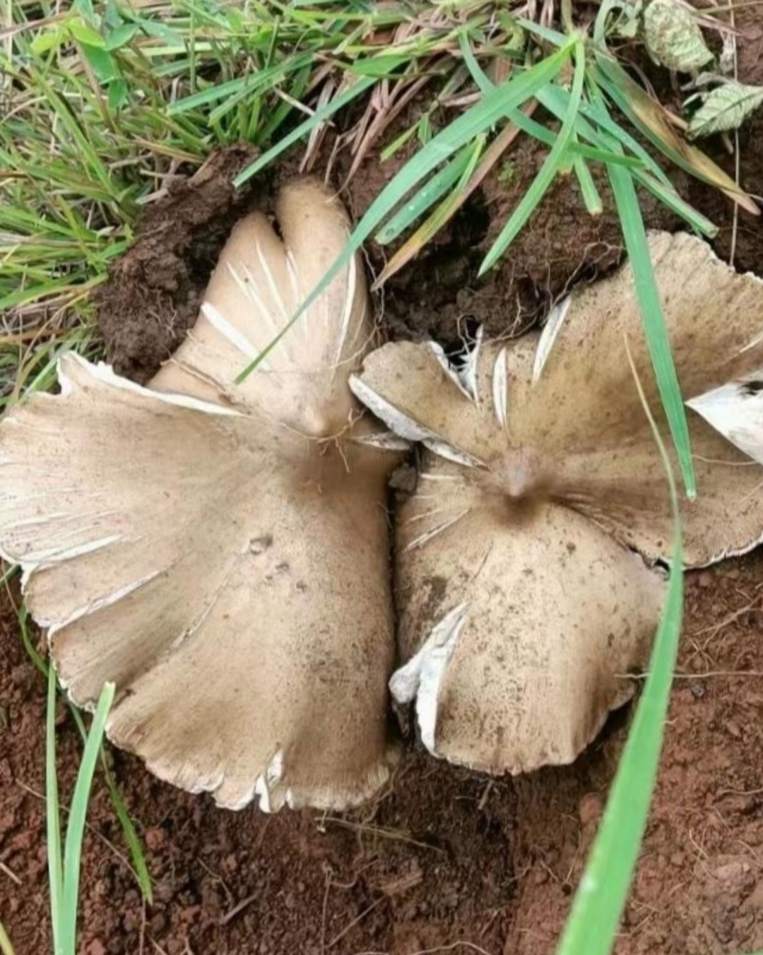 这么大的蘑菇,恐怕一顿都吃不完吧!你们见过这么大了蘑菇吗?