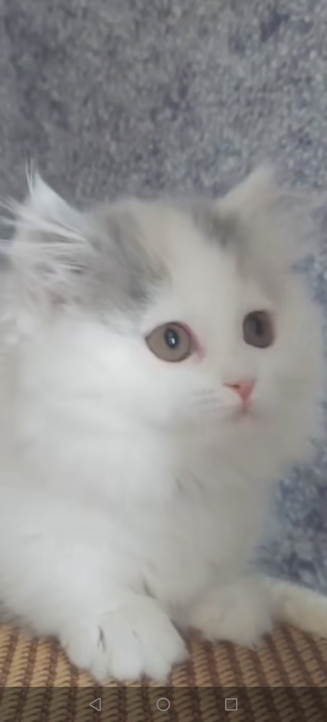 图文妙笔计划#  净梵猫是什么品种 净梵猫就是英短,净梵是英短的一种