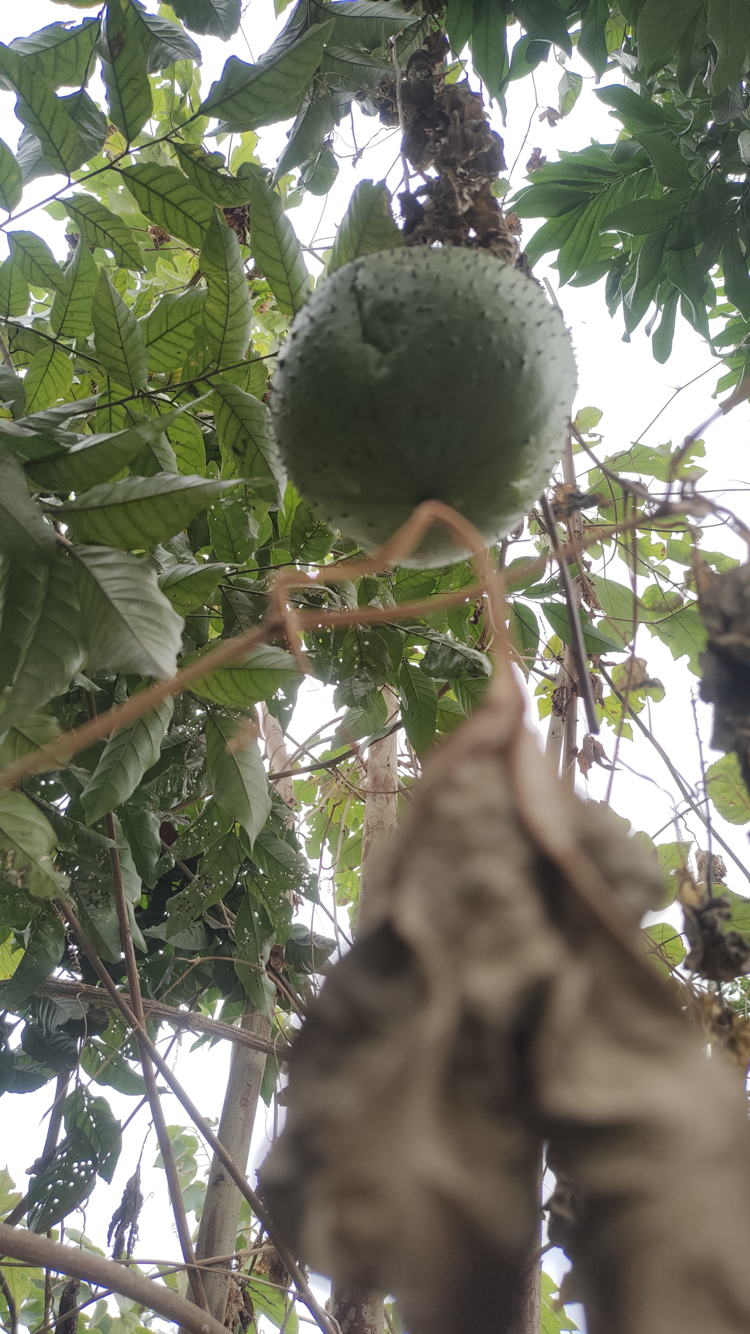 走在 籽┌òǖ男【渡 ,偶然发现一串串晶莹剔透的红果子,酸甜可口