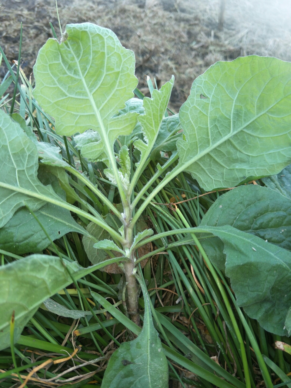 此草叫雾水草,专治风热感冒咳嗽.