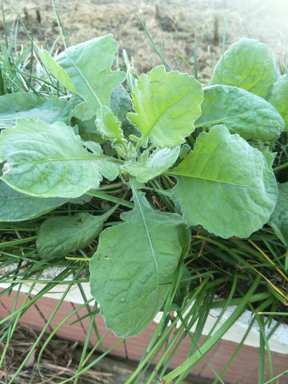 此草叫雾水草,专治风热感冒咳嗽.