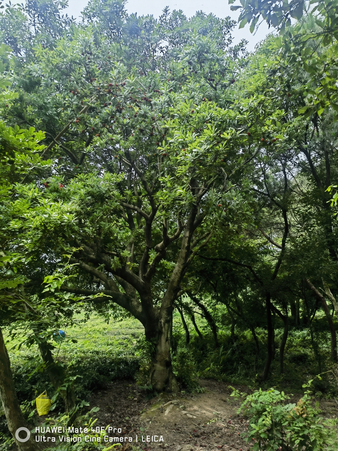 海盐高阳山图片