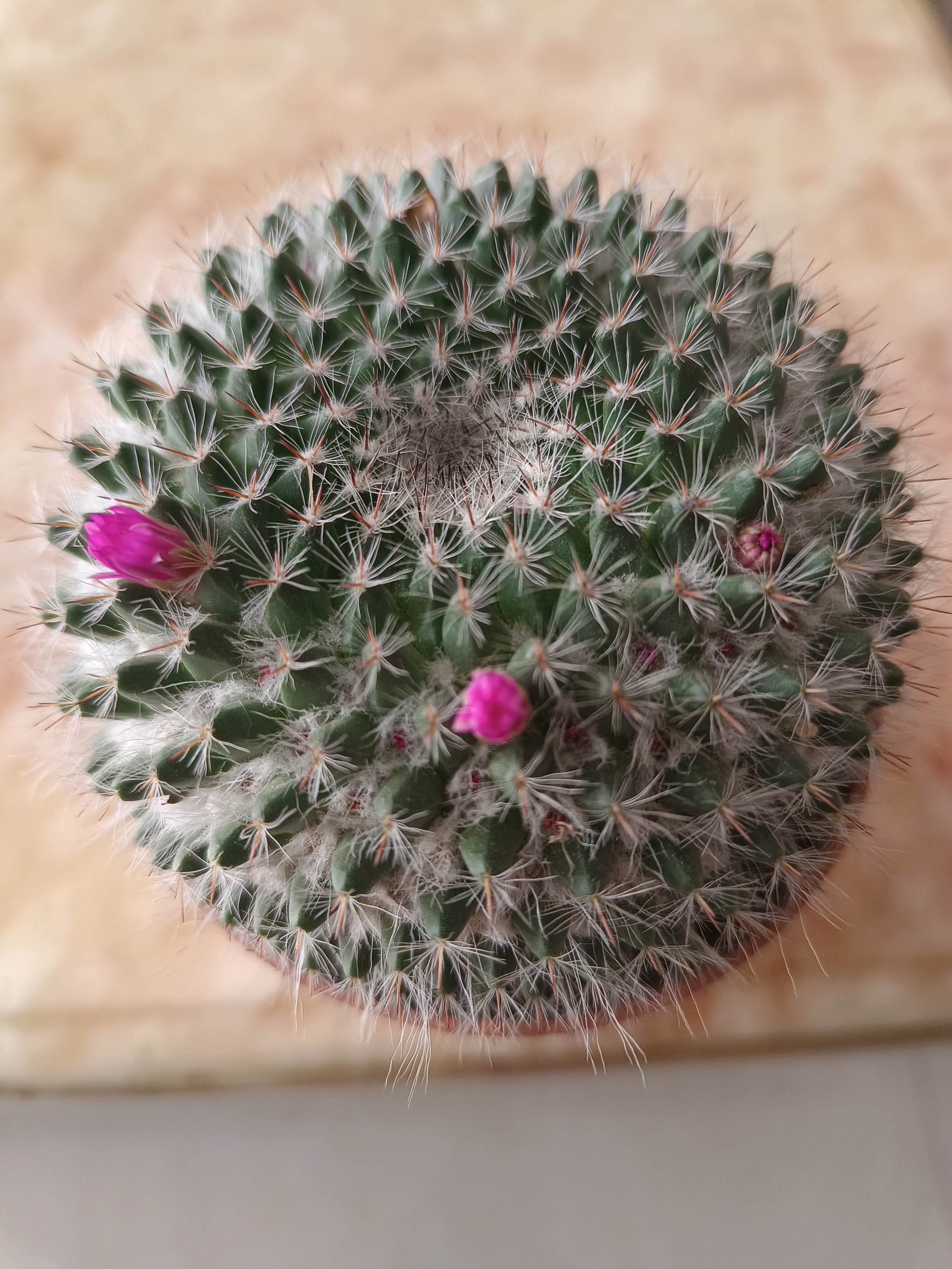 开了小红花的仙人掌