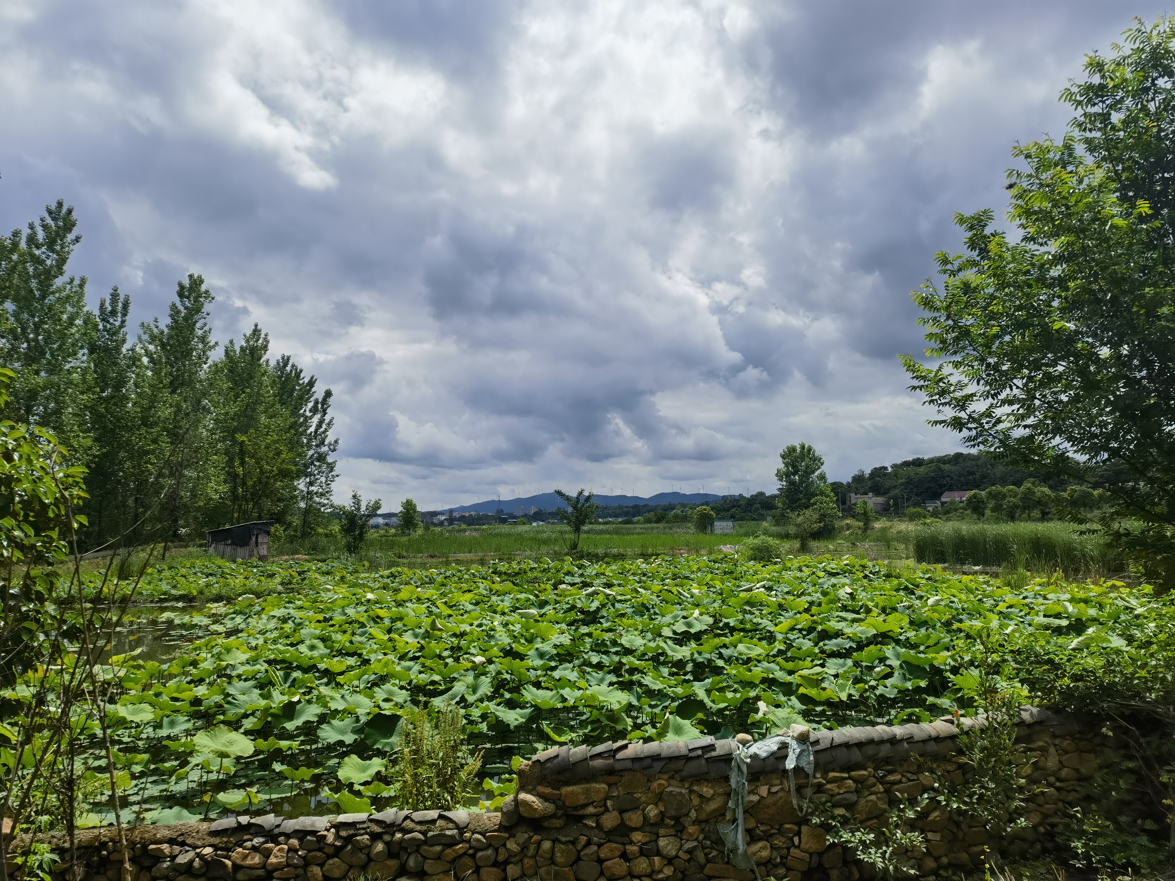 故乡的夏天真是入眼皆美景!
