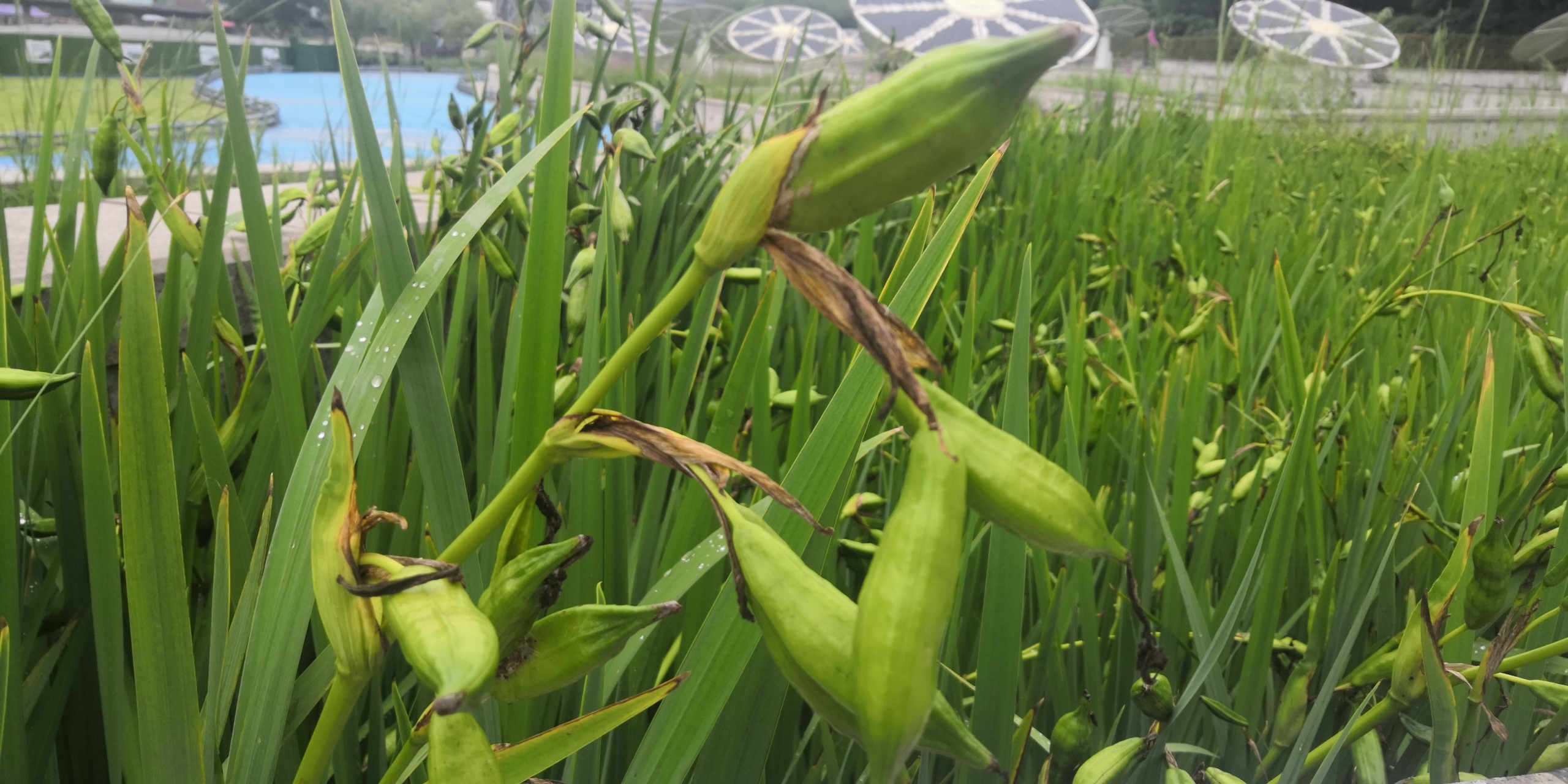 黄菖蒲 你见过黄菖蒲结的果实吗?远看像胡豆.