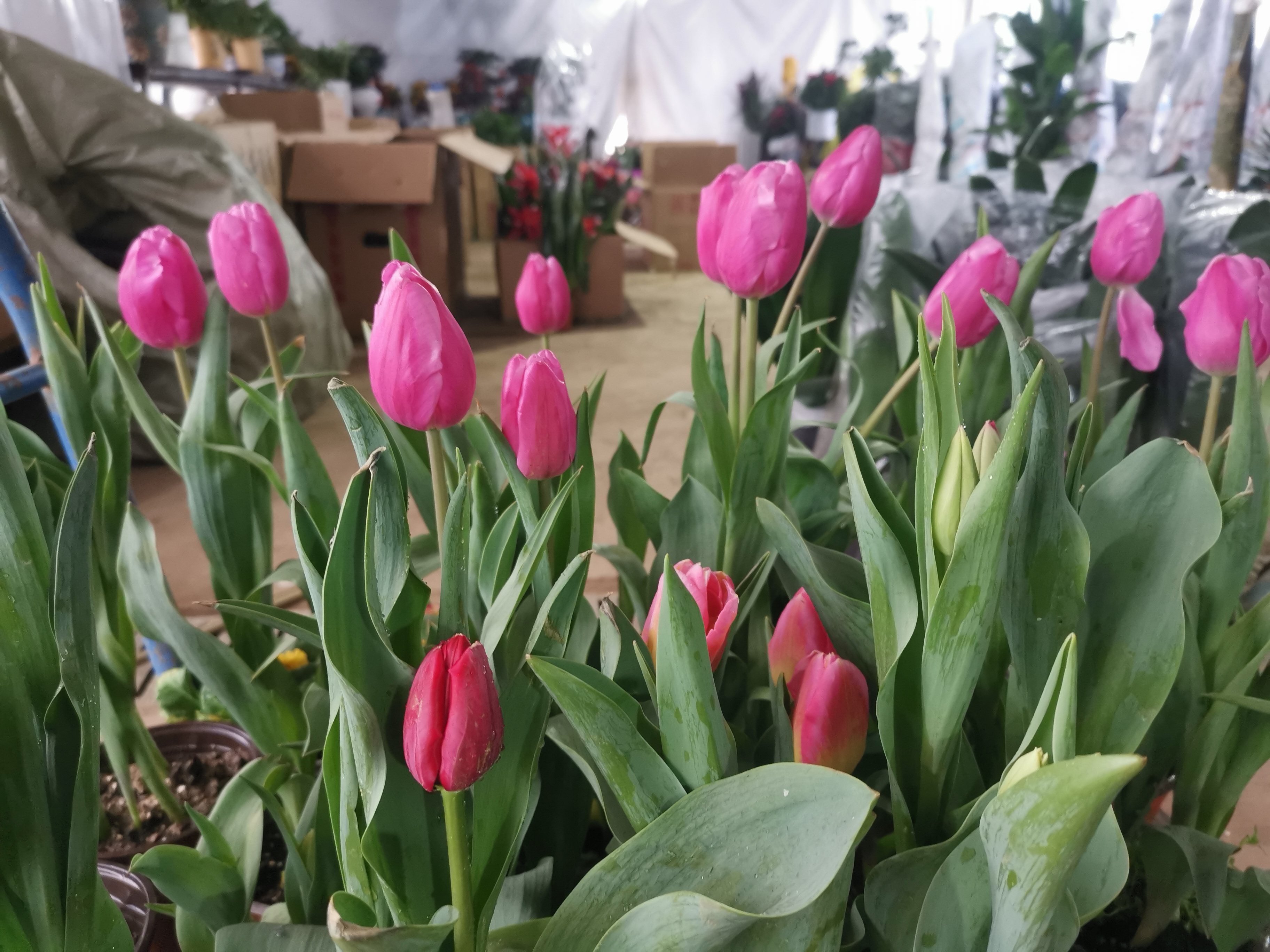 这三朵郁金香,犹如春日里的少女,羞涩又娇艳.