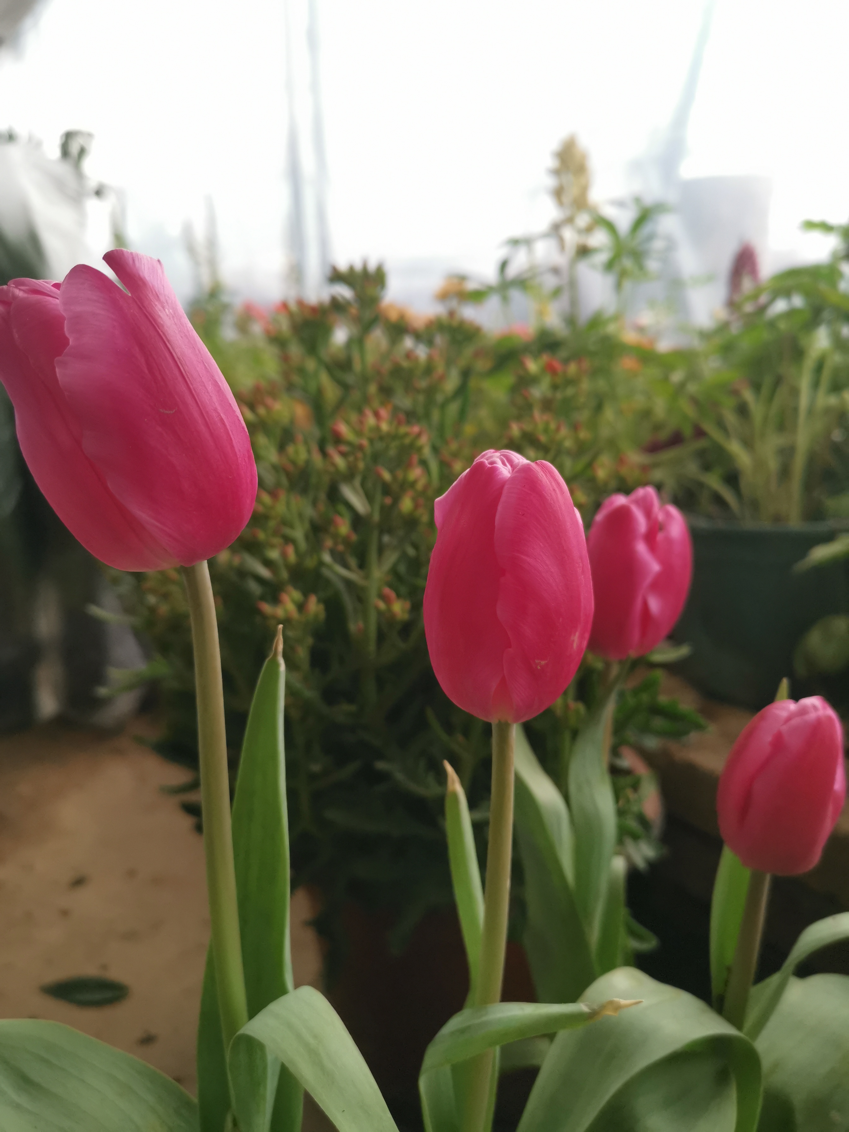 这三朵郁金香,犹如春日里的少女,羞涩又娇艳.