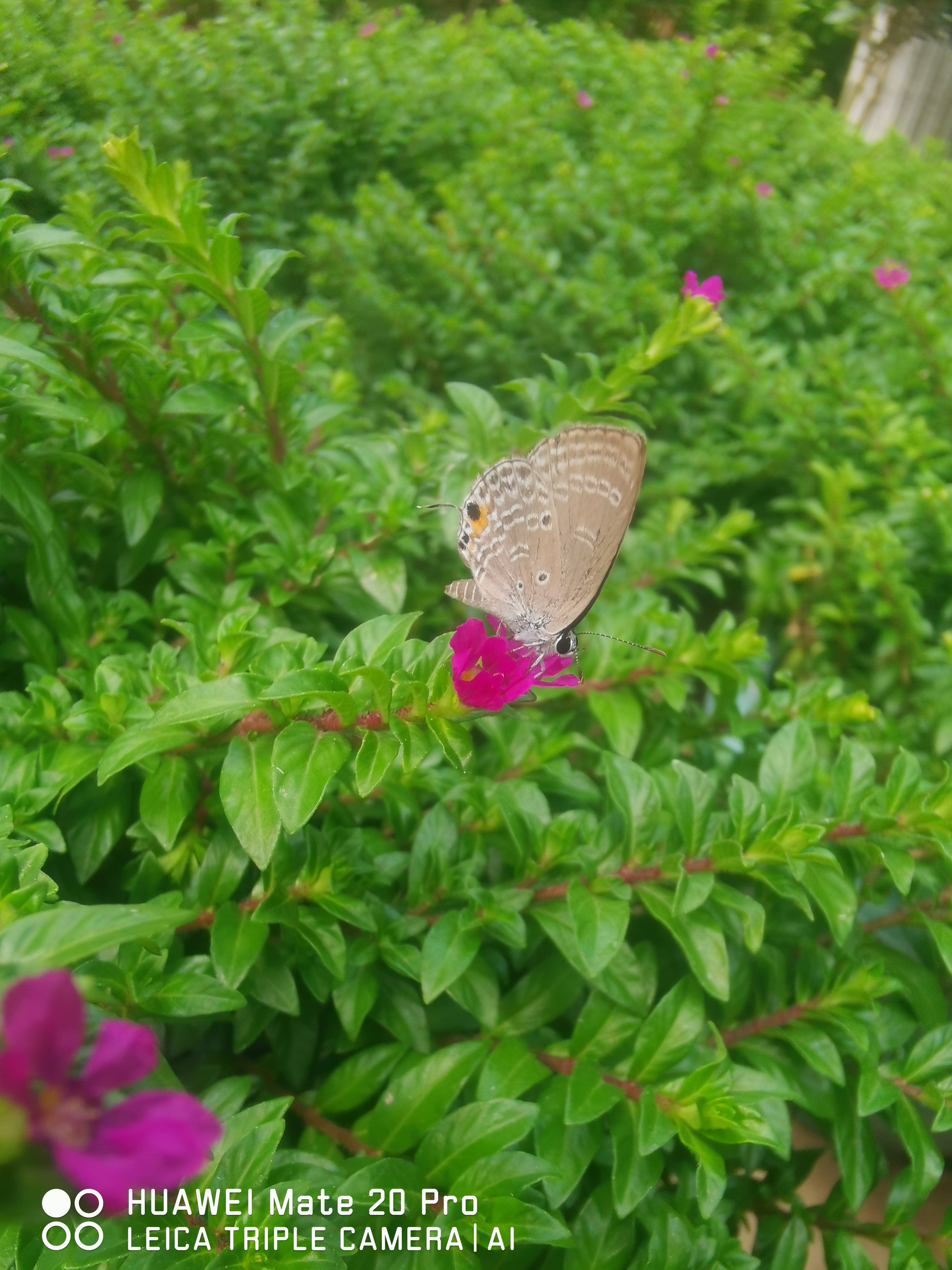 蝴蝶与花的浪漫邂逅,被华为mate 20 pro完美捕捉!