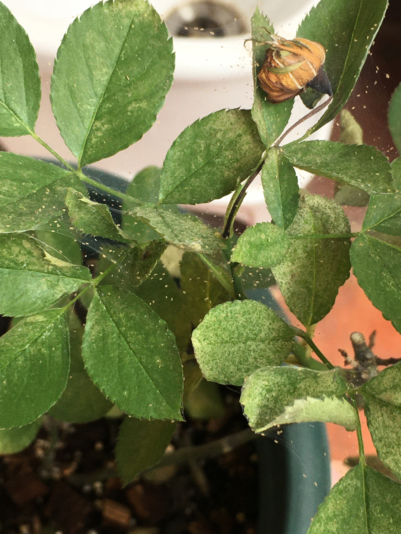 红蜘蛛植物发病图片图片