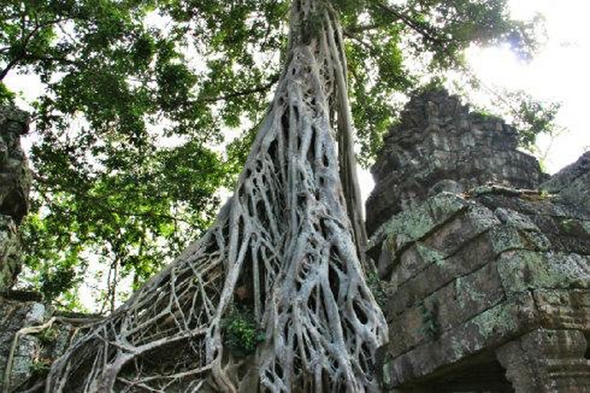 蛇树 在非洲马达加斯加岛有一种会吃人的树.