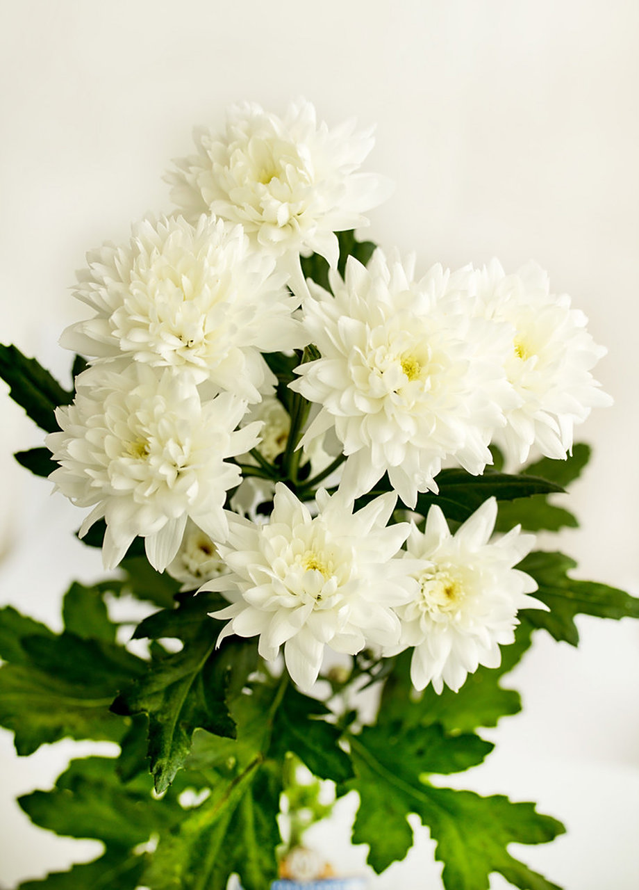 清明节到了,为逝去的亲人点一盏心灯,祈望逝去的亲人不在孤独,为逝去