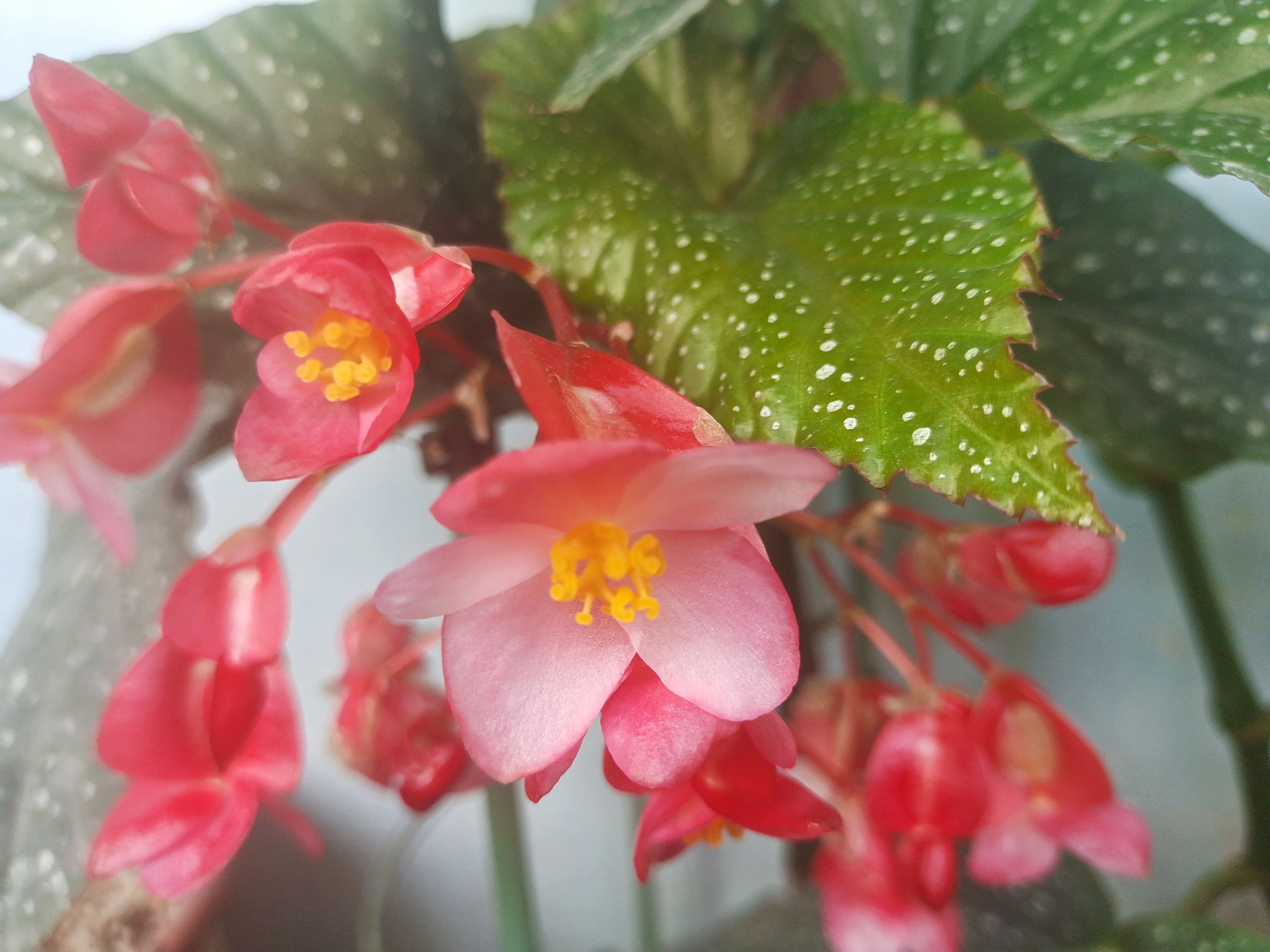 竹节海棠花是众多花卉中的一种,它的花朵呈现出鲜艳的红色,非常引人